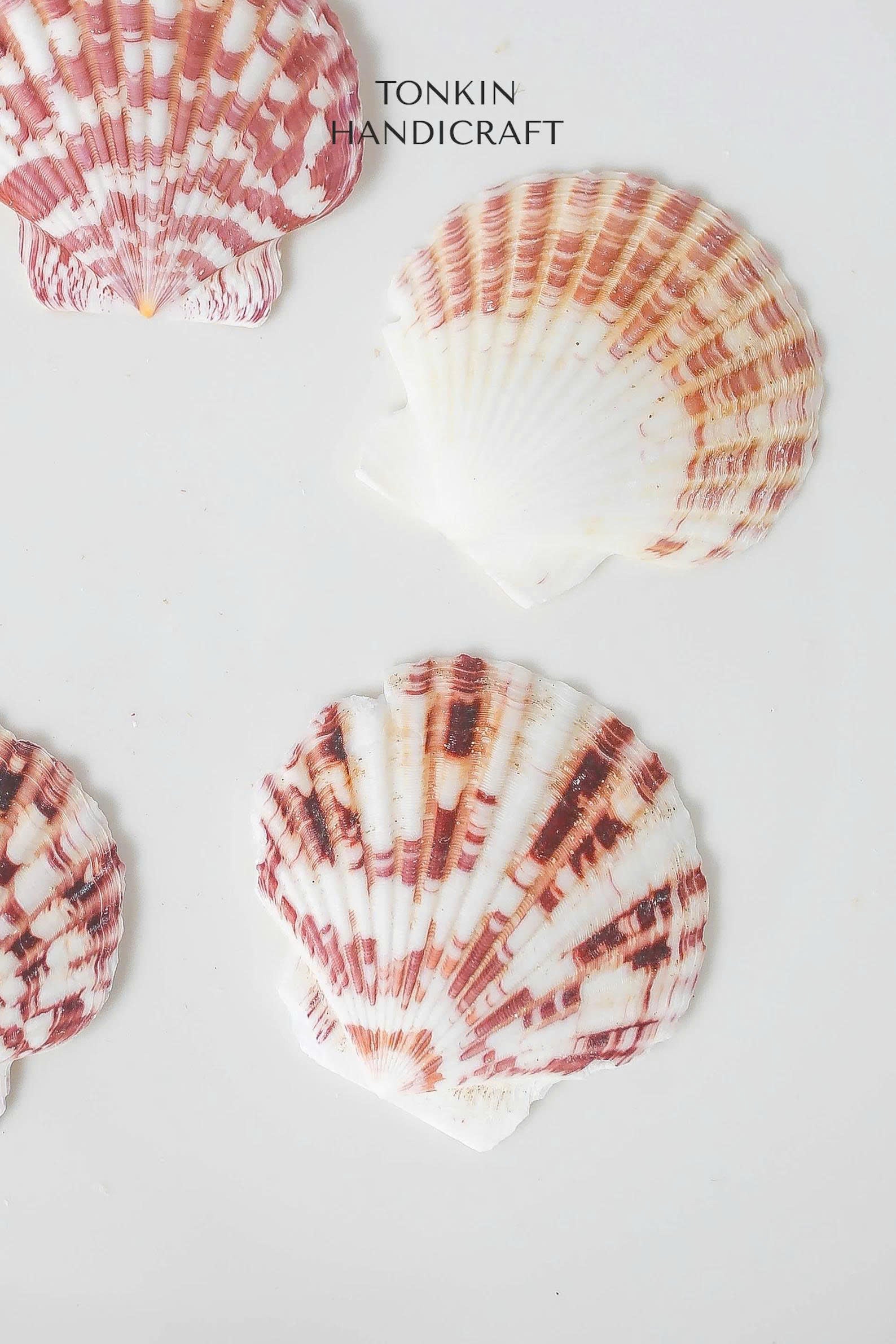 Bulk Pink Cockle Shell Craft