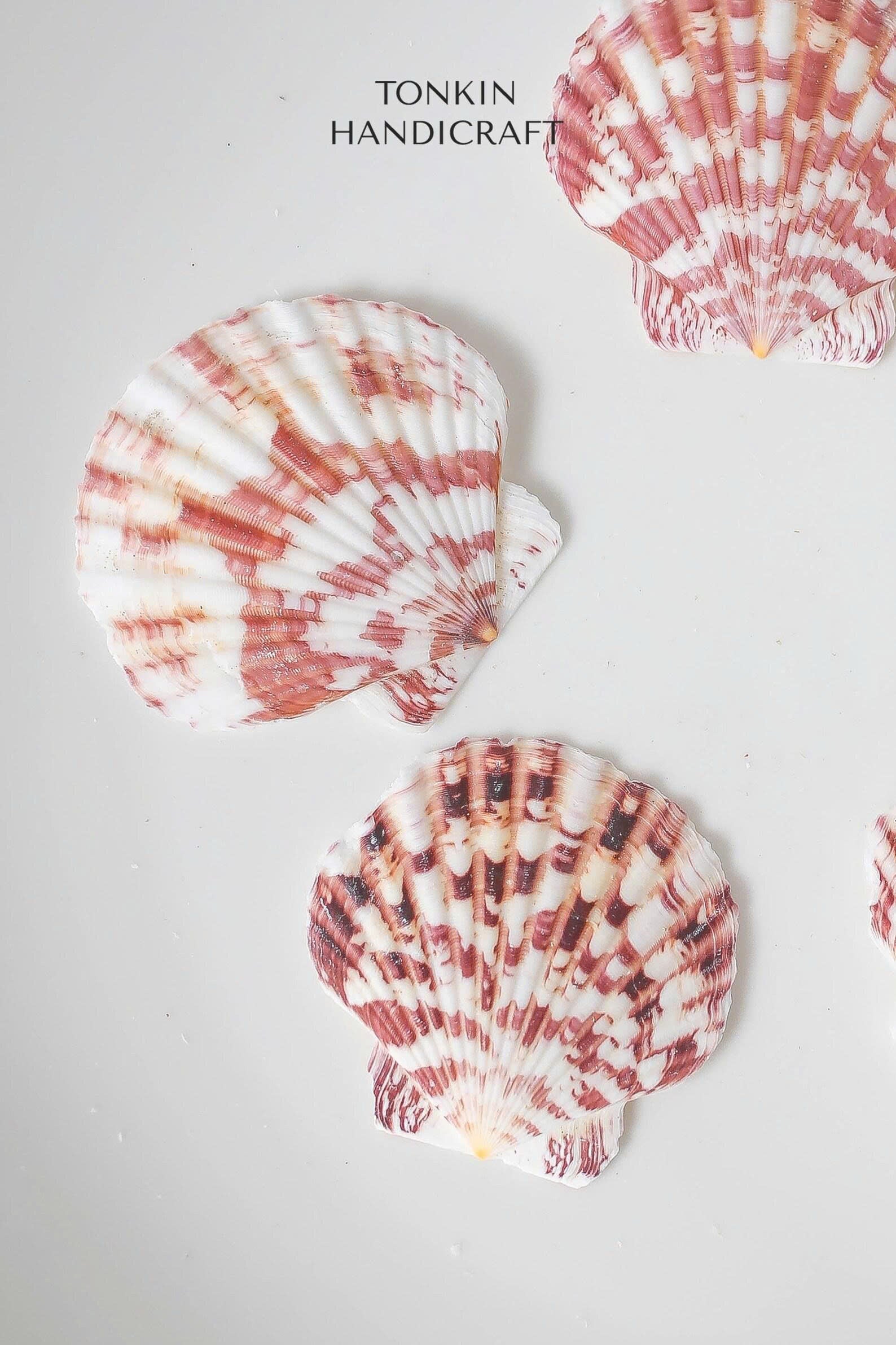 Bulk Pink Cockle Shell Craft