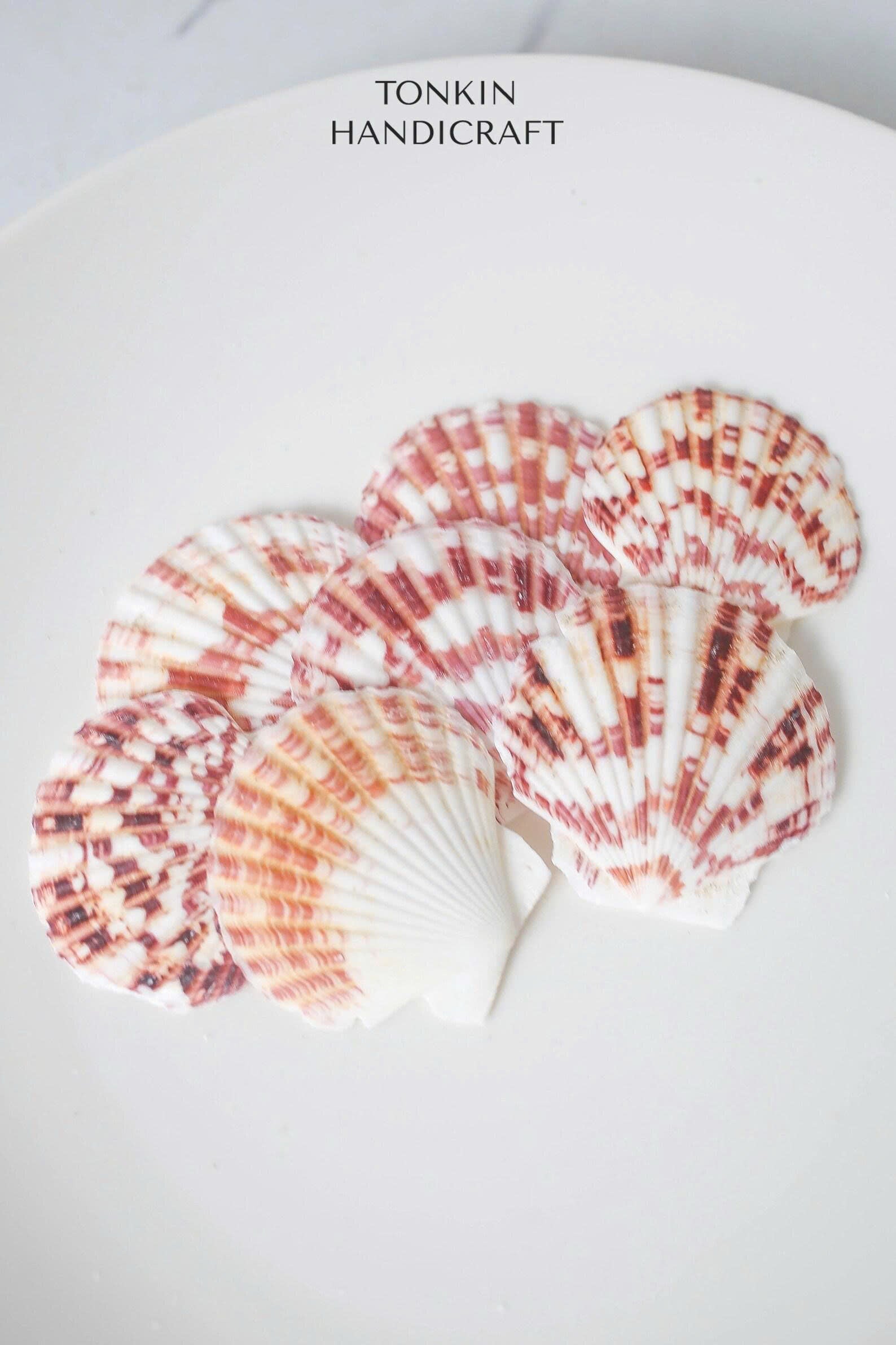 Bulk Pink Cockle Shell Craft