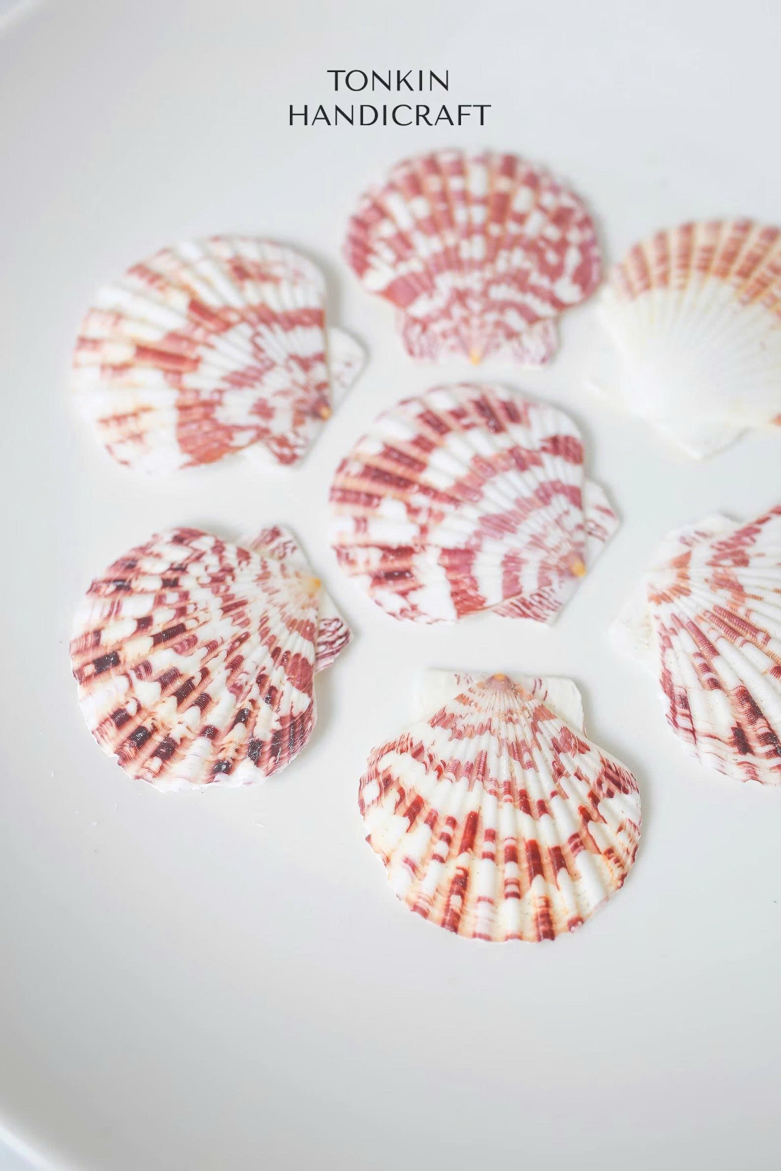 Bulk Pink Cockle Shell Craft
