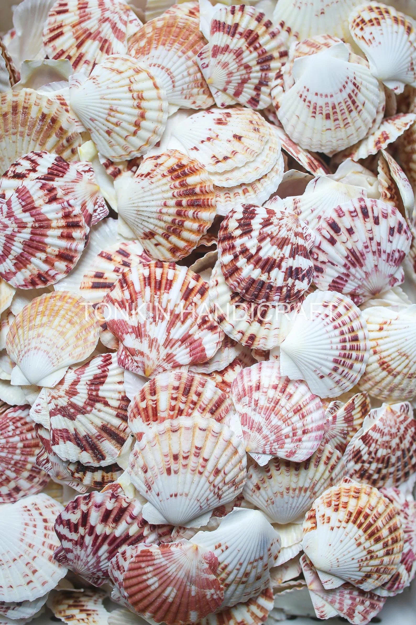 Bulk Pink Cockle Shell Craft