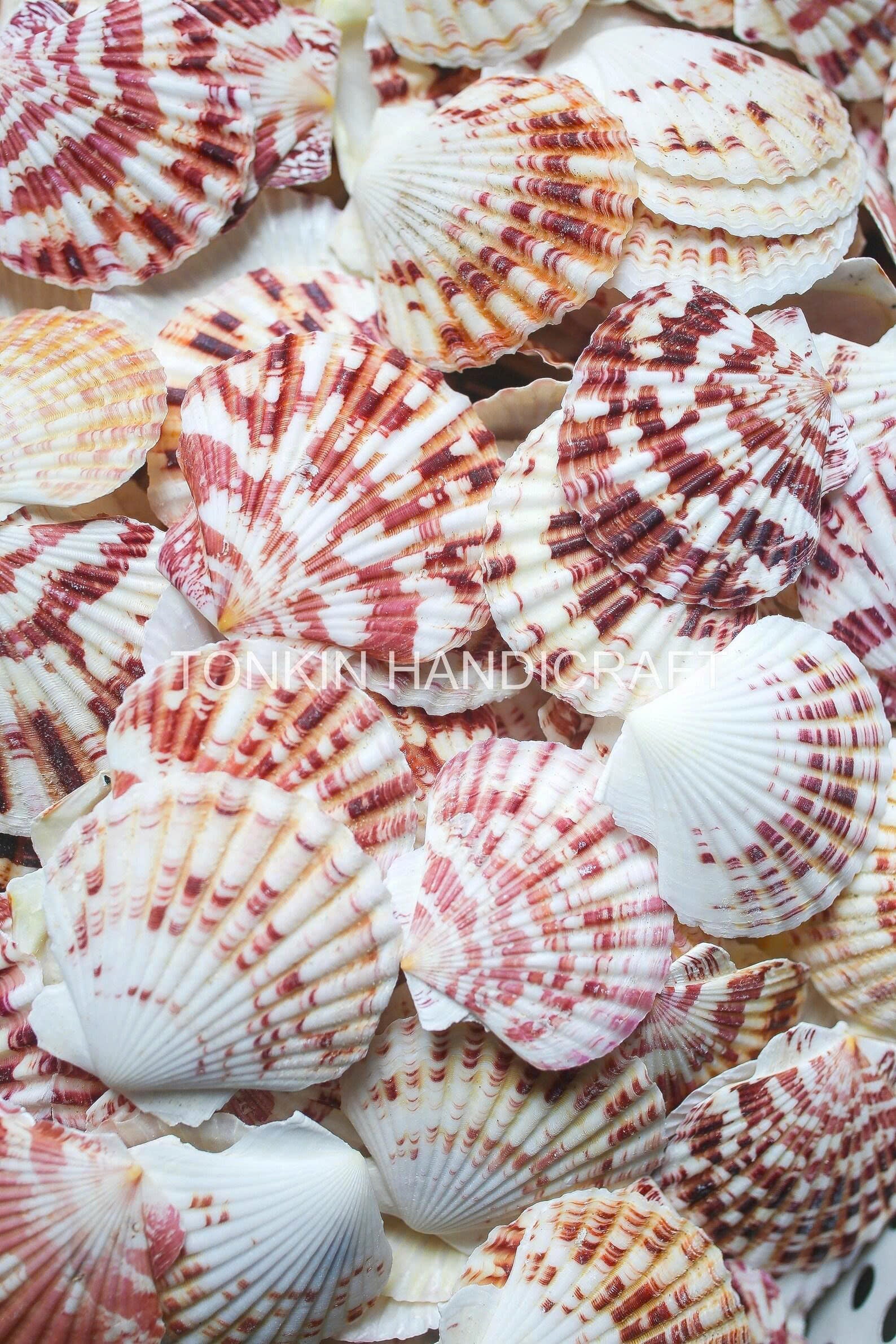 Bulk Pink Cockle Shell Craft