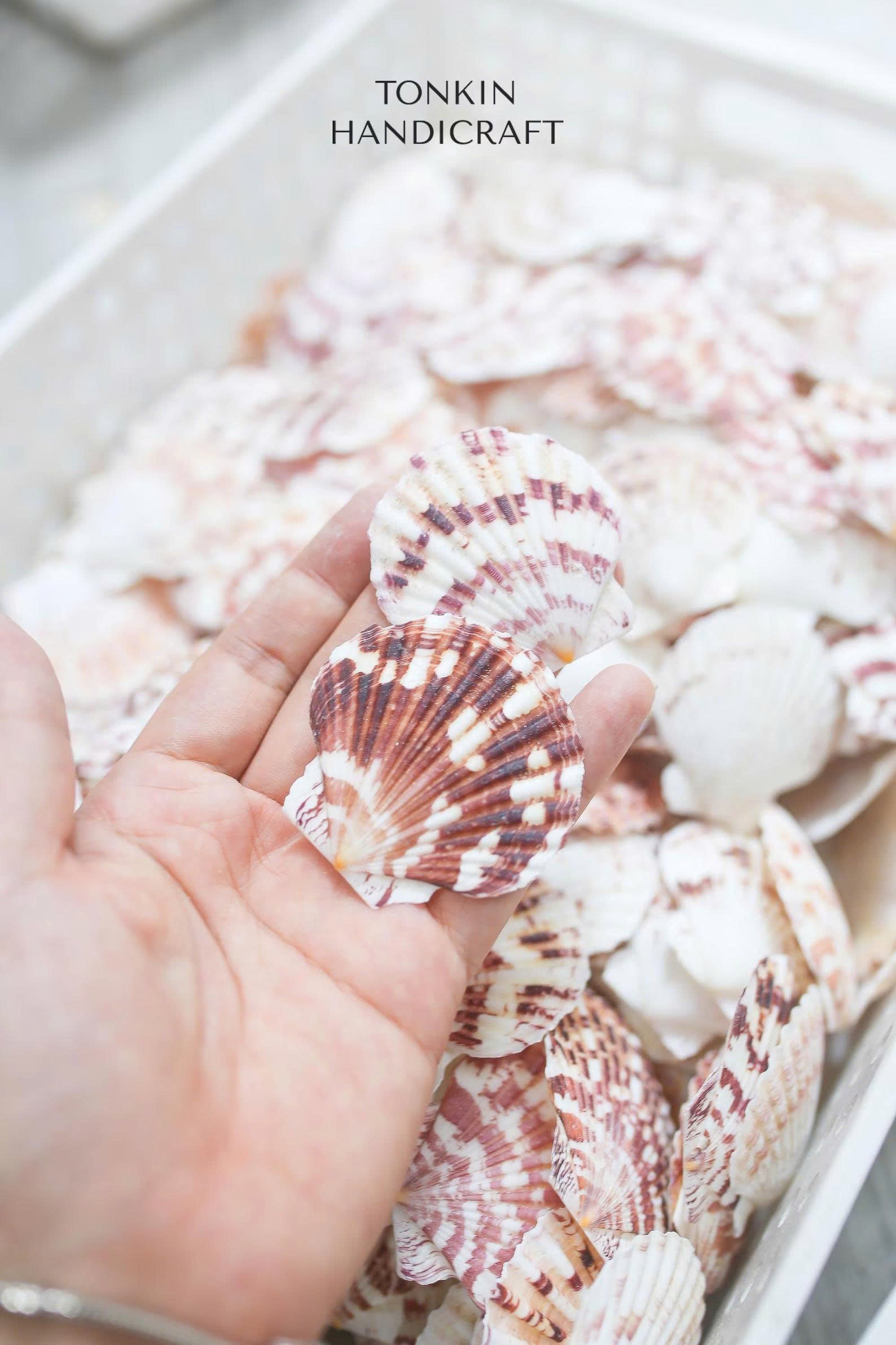Bulk Pink Cockle Shell Craft