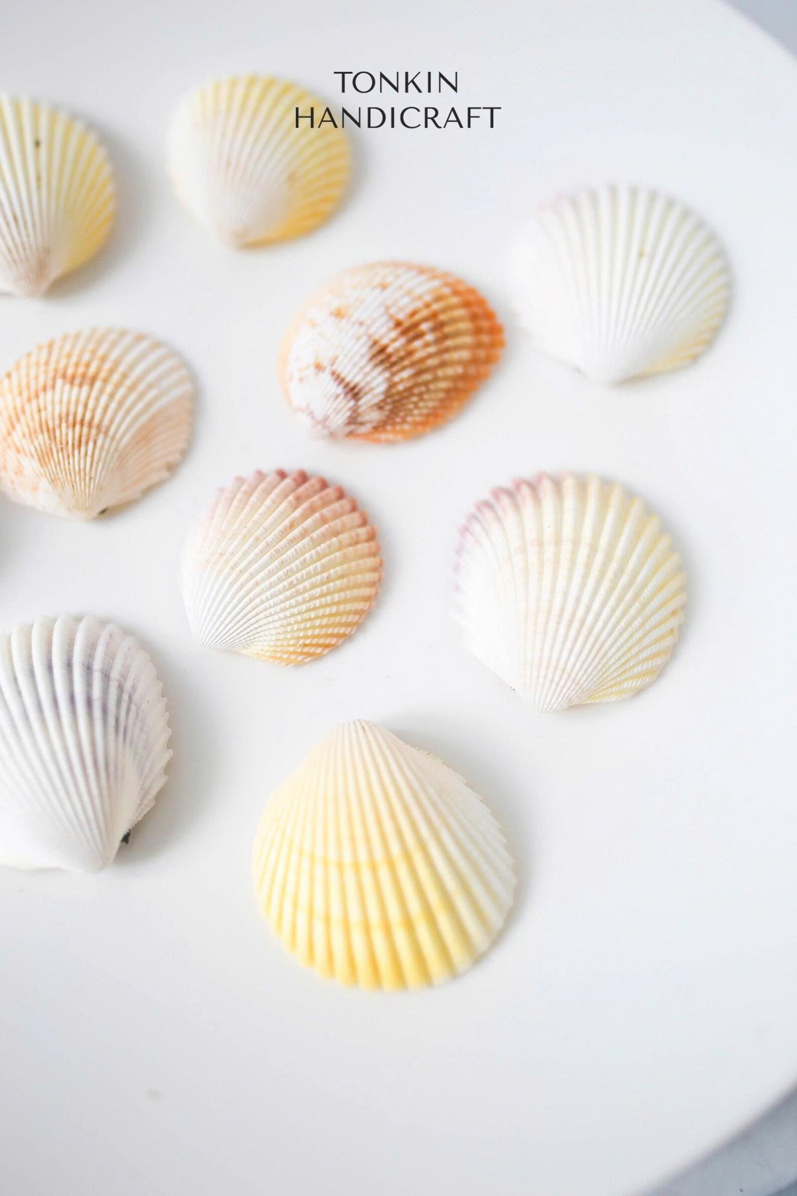 Bulk Yellow-White Scallop Shells Craft