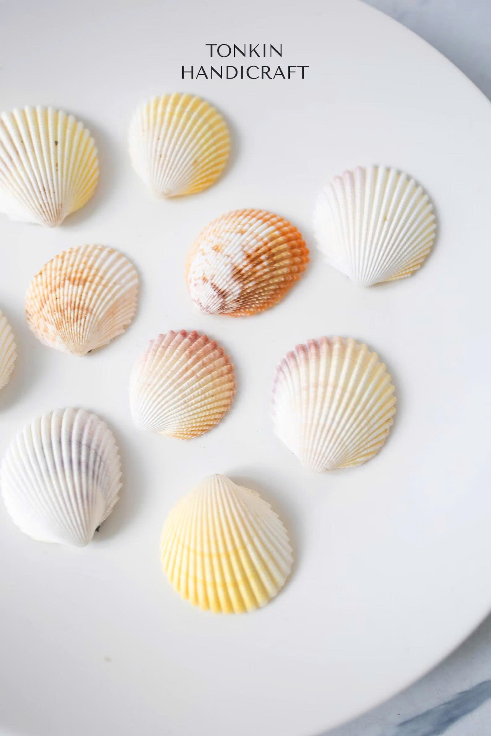 Bulk Yellow-White Scallop Shells Craft