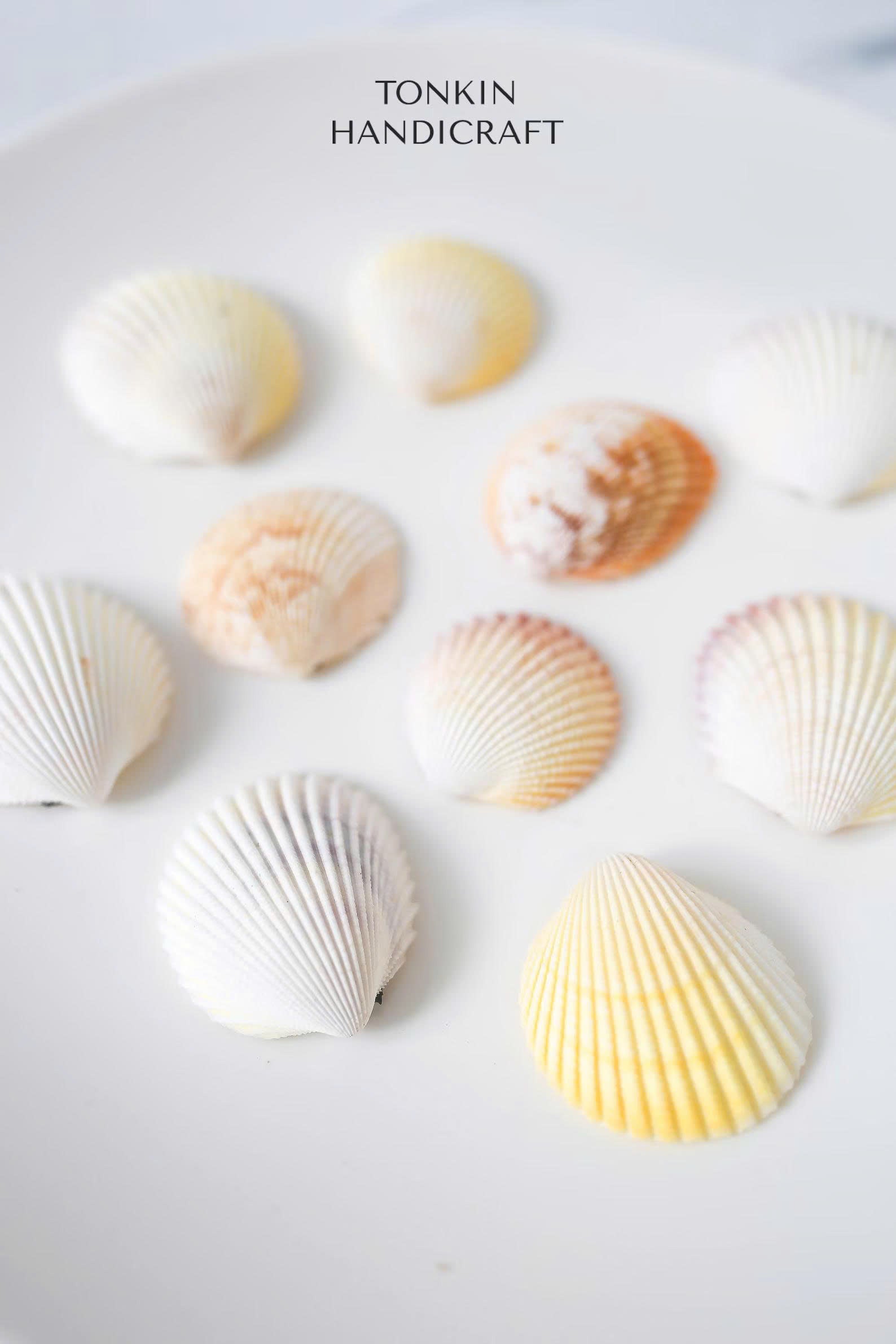 Bulk Yellow-White Scallop Shells Craft