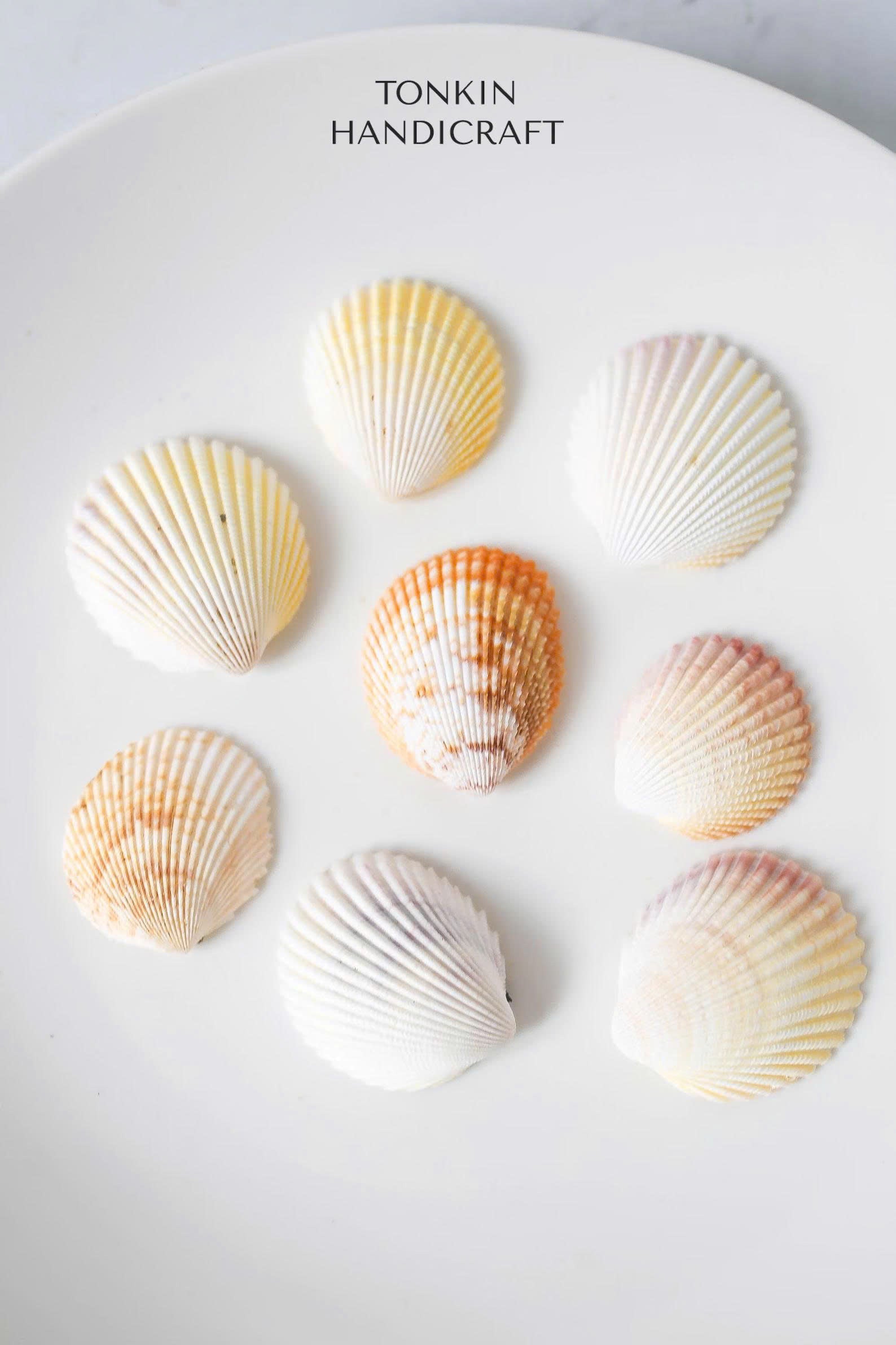 Bulk Yellow-White Scallop Shells Craft