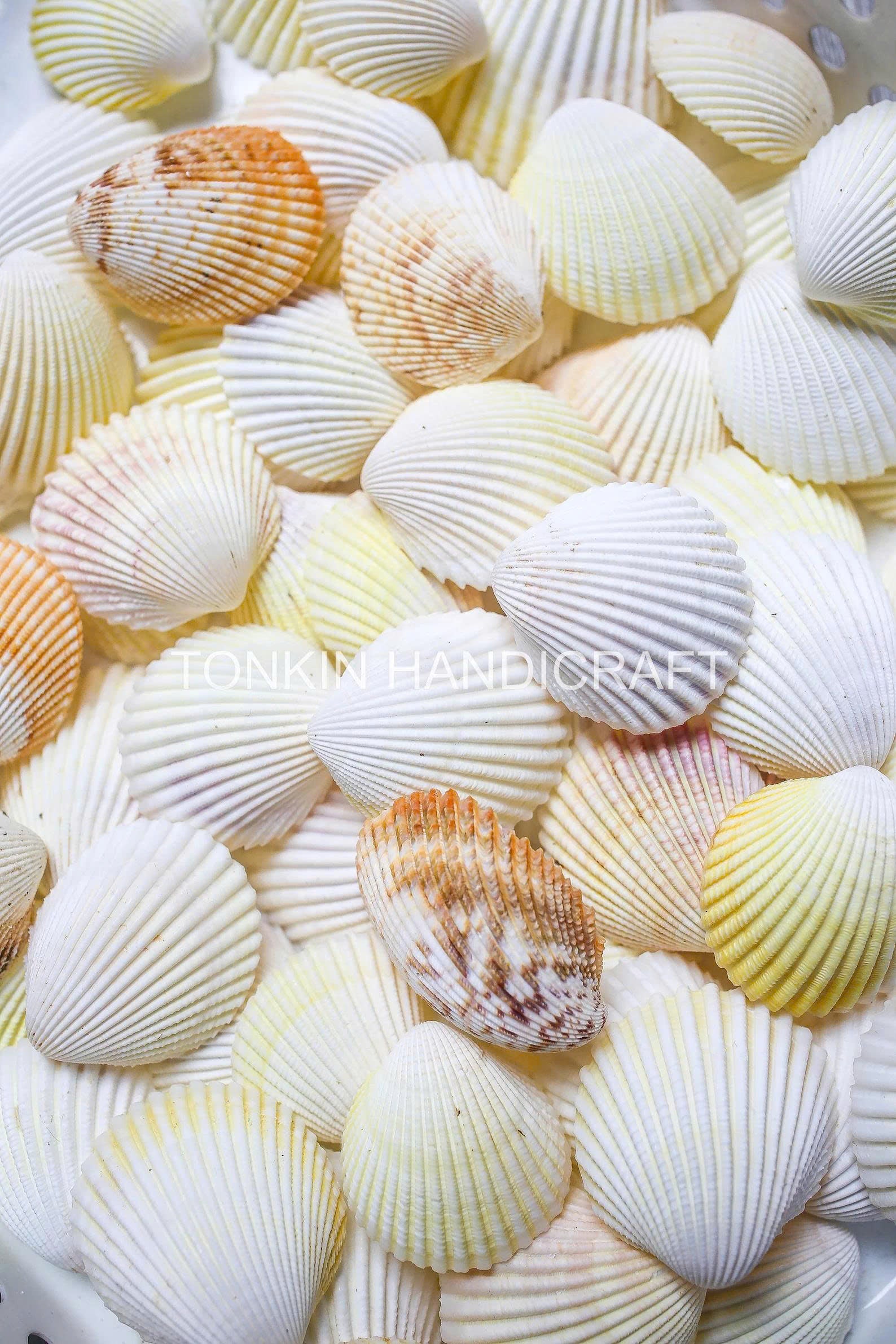 Bulk Yellow-White Scallop Shells Craft