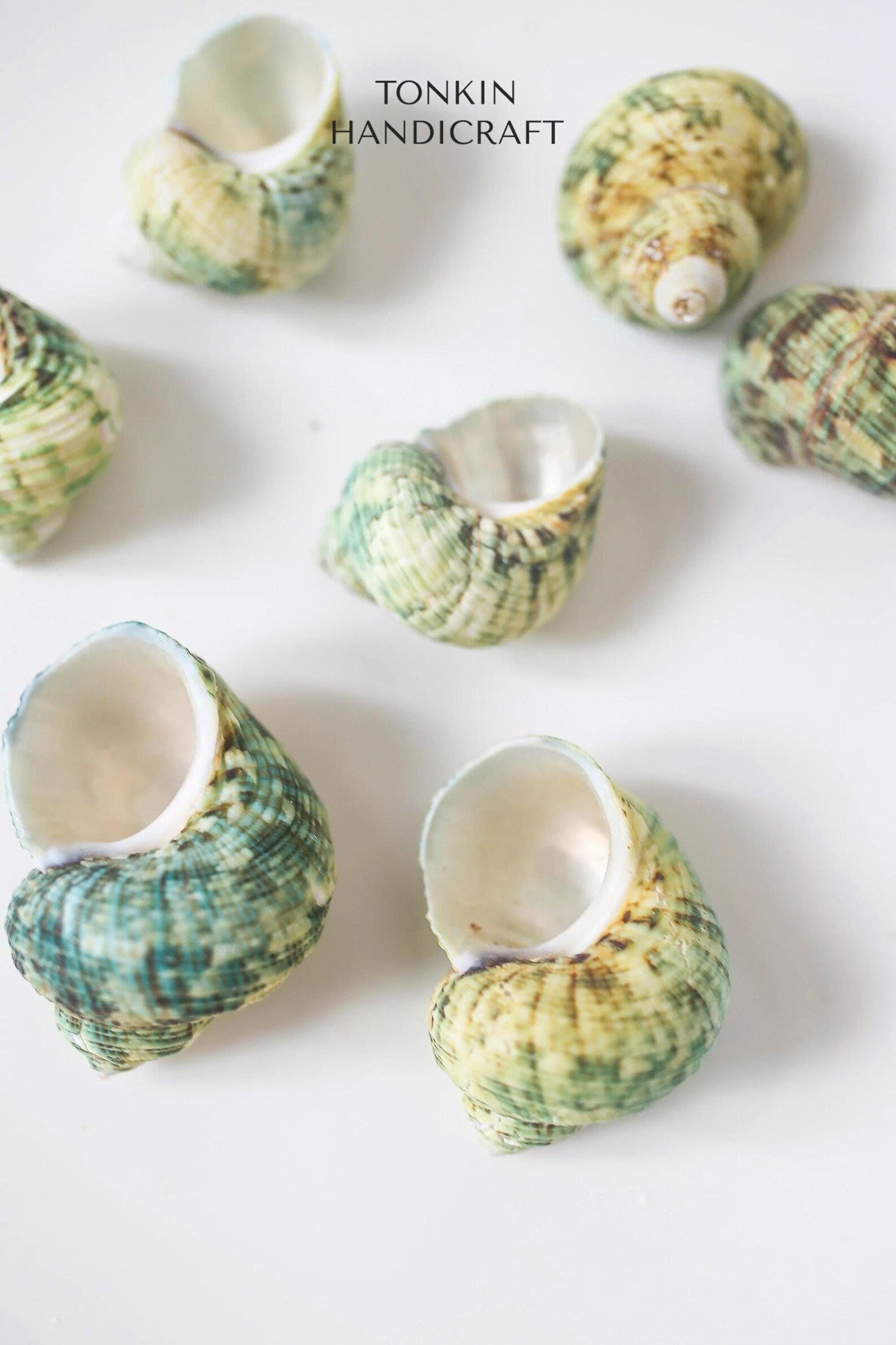 Bulk Green Turbo Shells  Craft