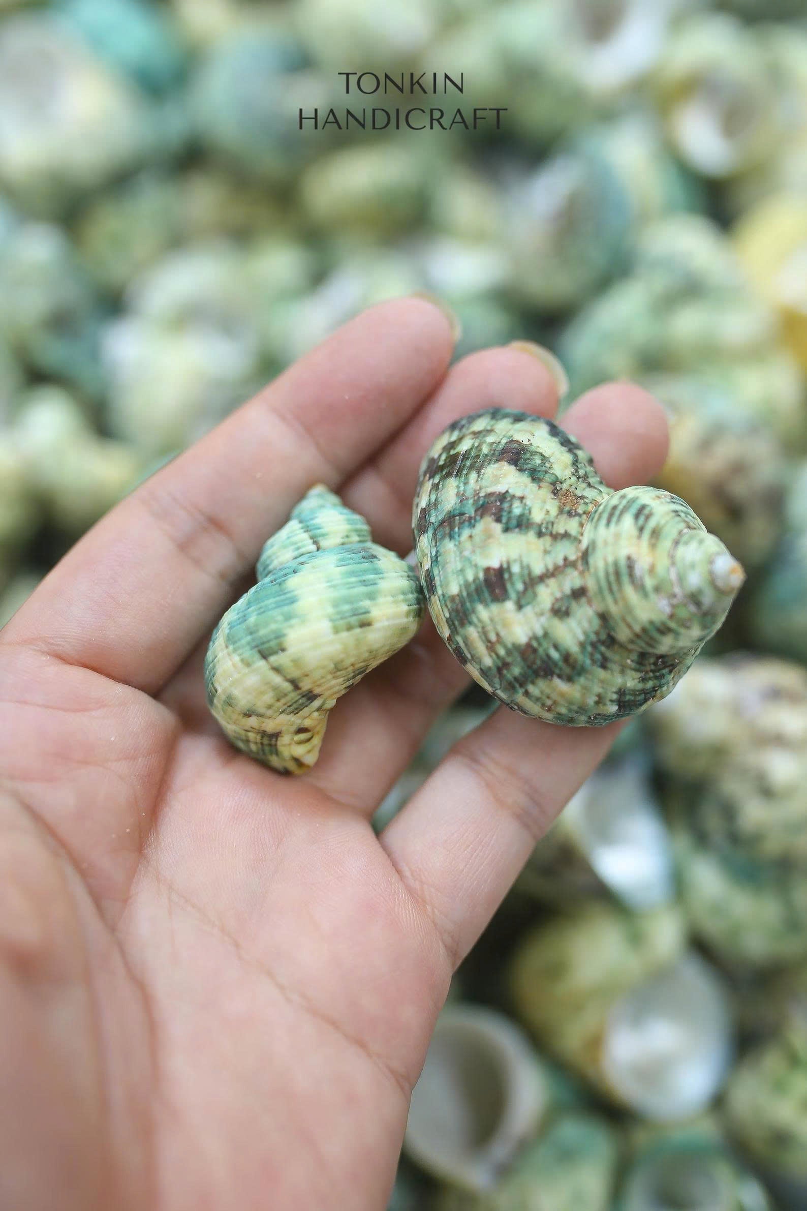 Bulk Green Turbo Shells  Craft