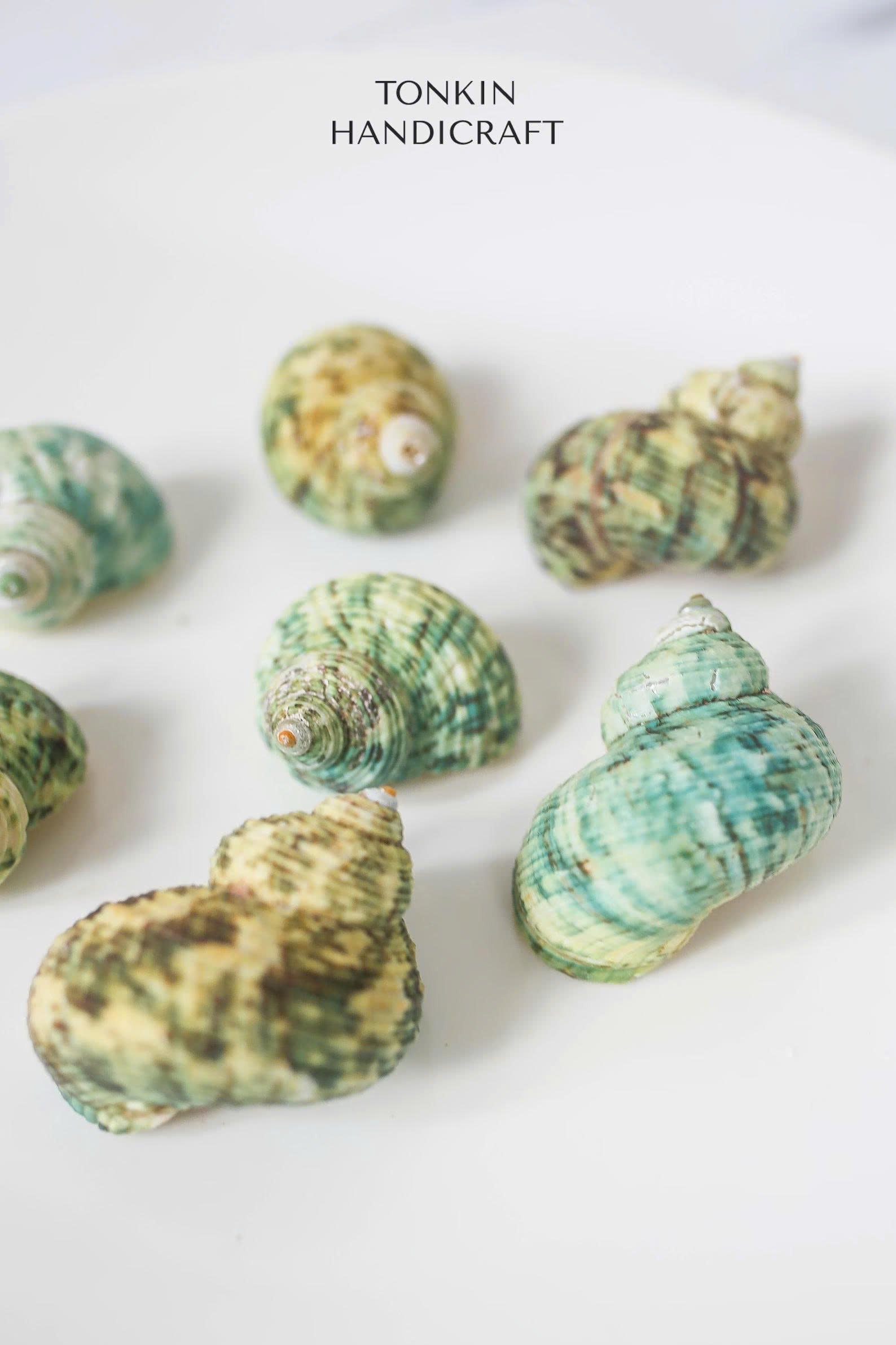 Bulk Green Turbo Shells  Craft