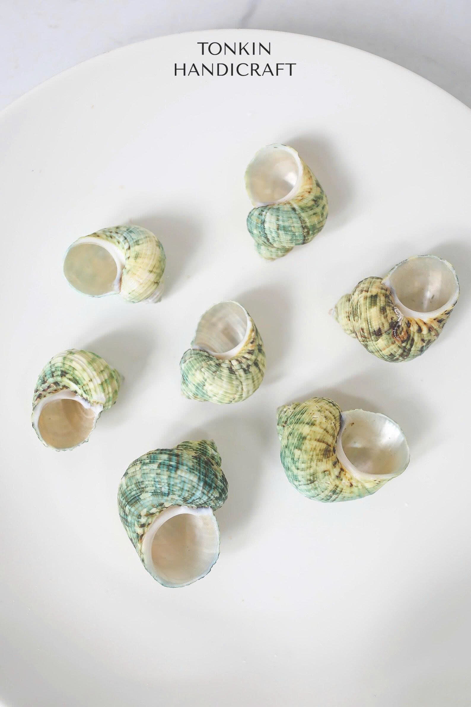 Bulk Green Turbo Shells  Craft