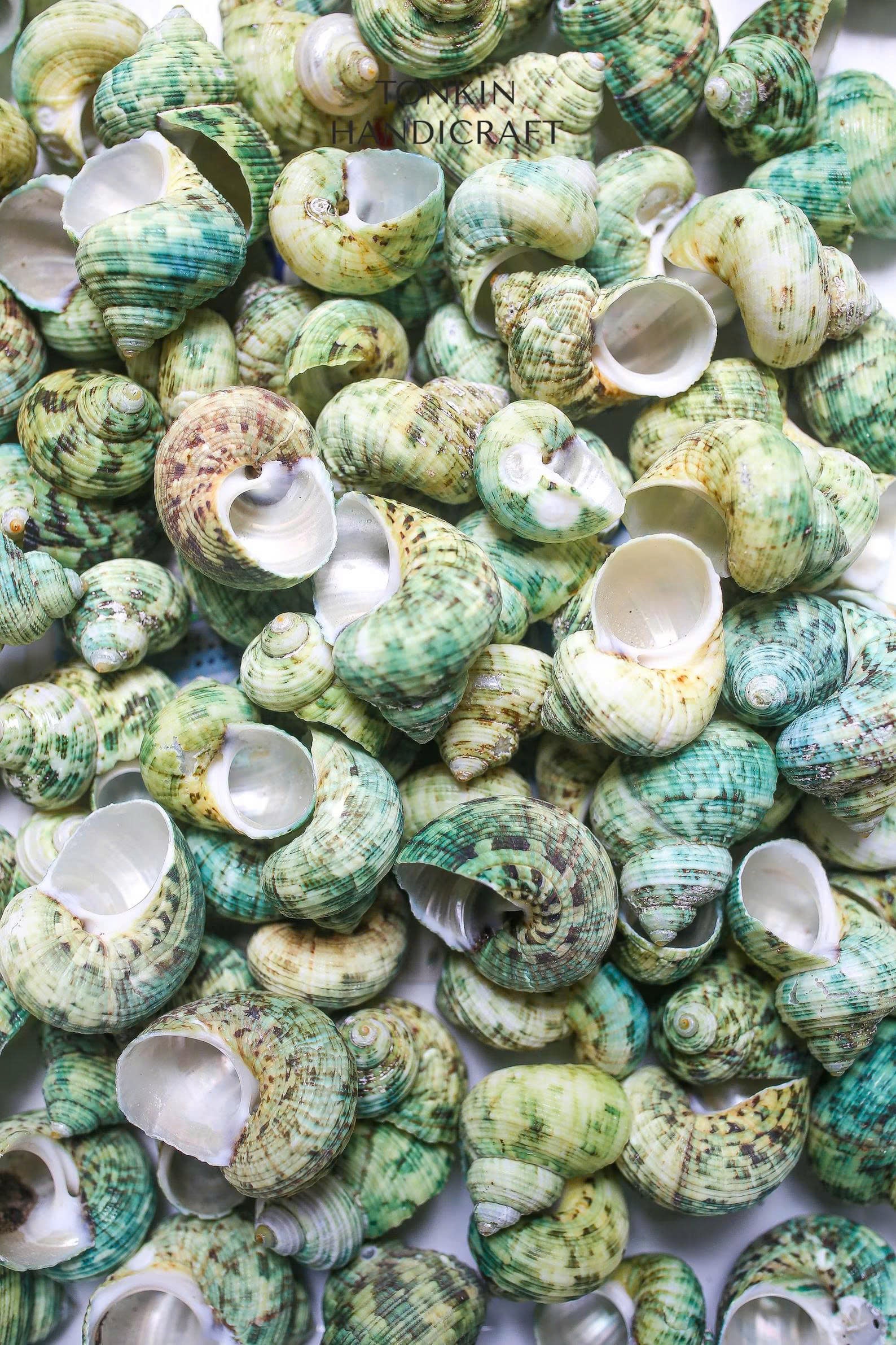 Bulk Green Turbo Shells  Craft