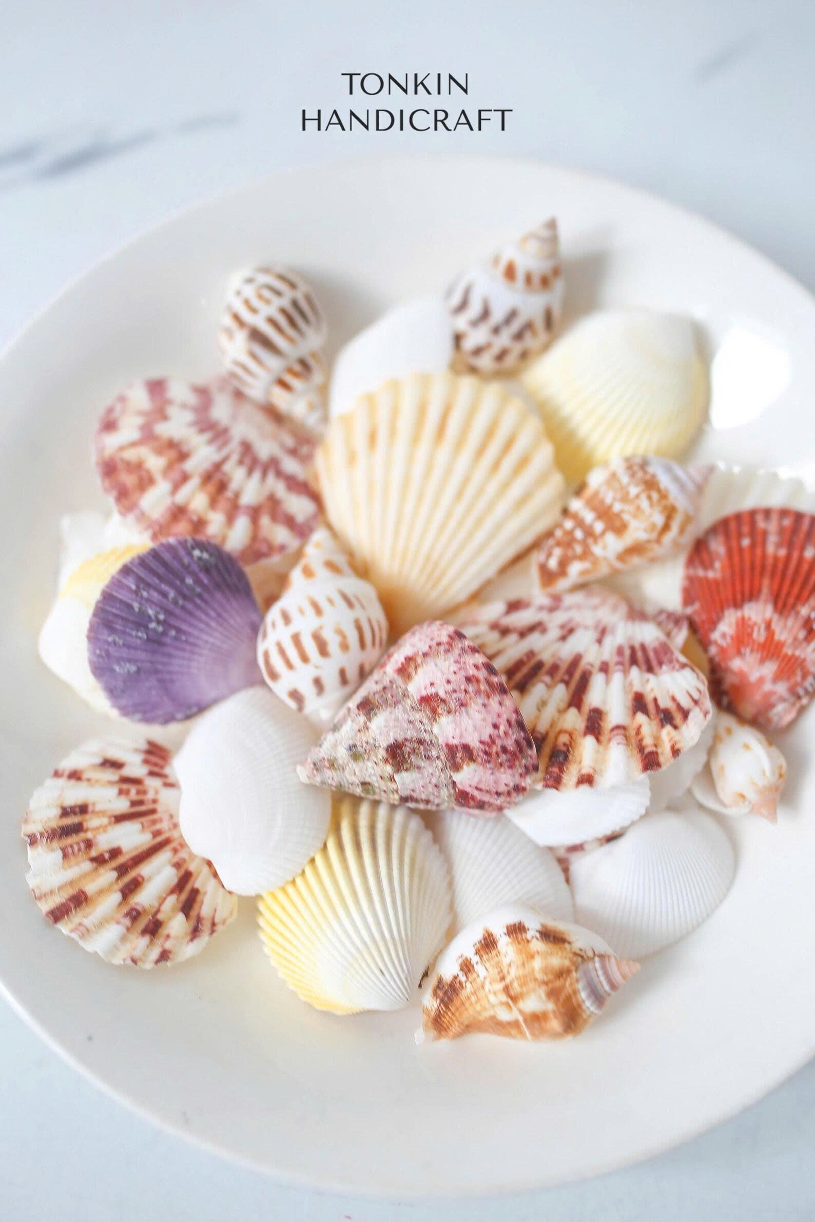 Natural Mixed Shell Vase Filler