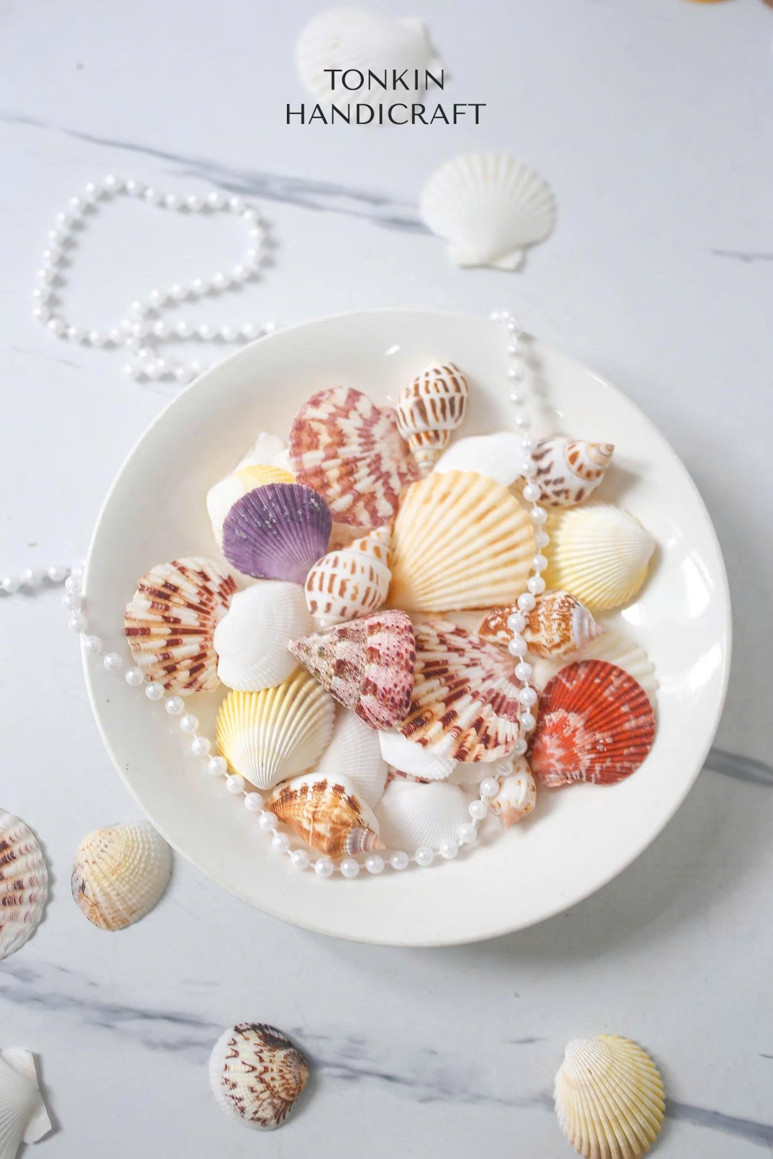 Natural Mixed Shell Vase Filler