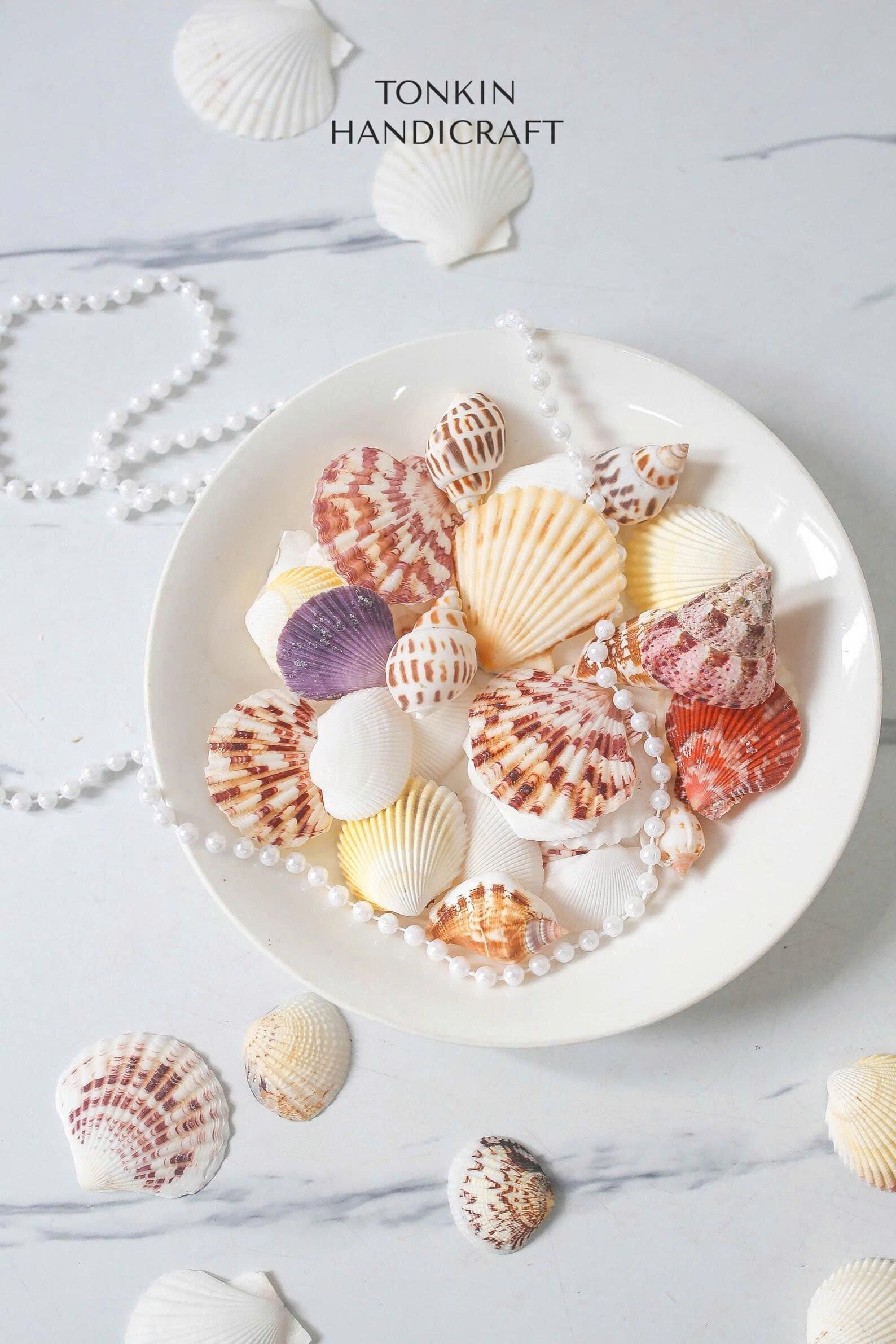 Natural Mixed Shell Vase Filler