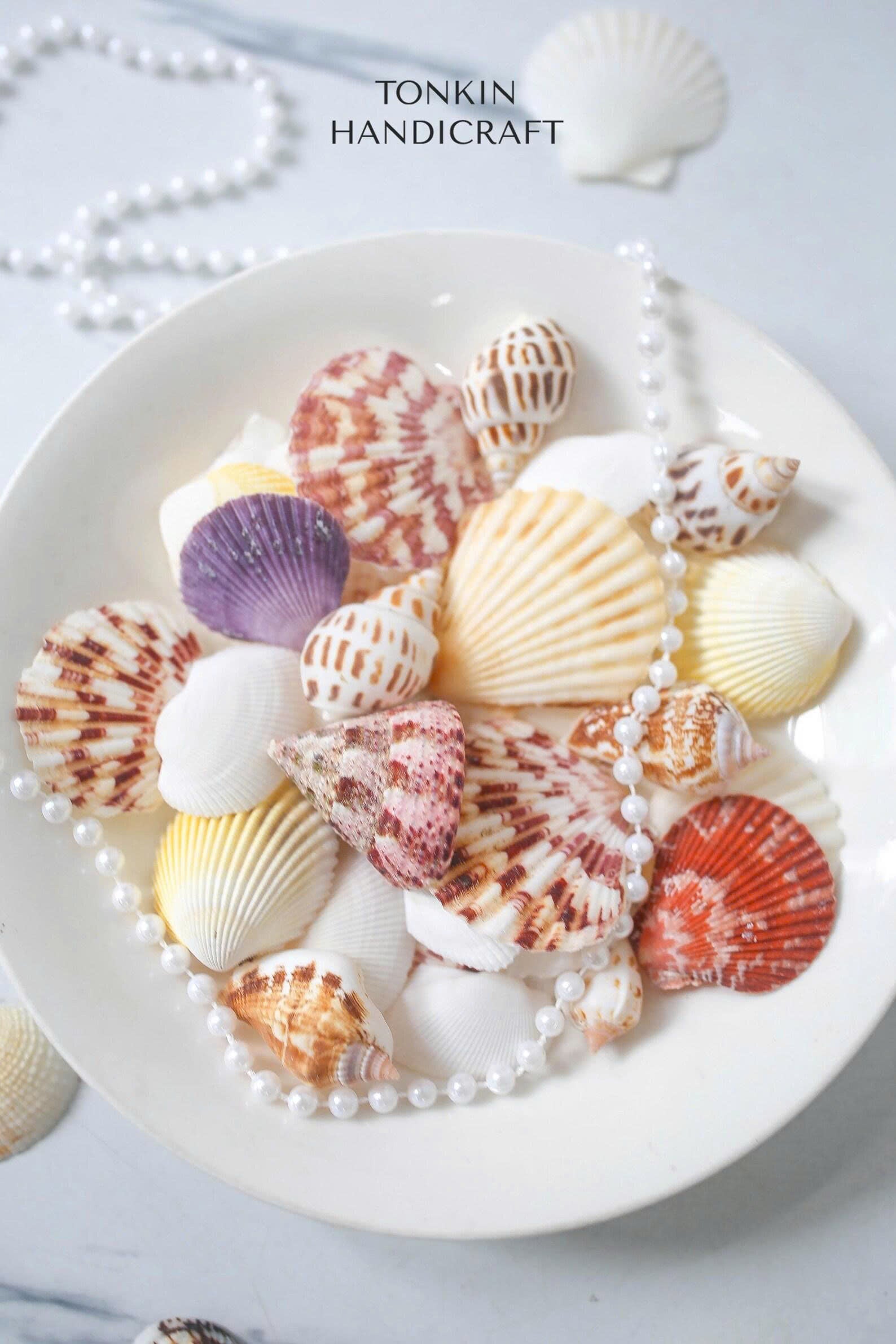 Natural Mixed Shell Vase Filler