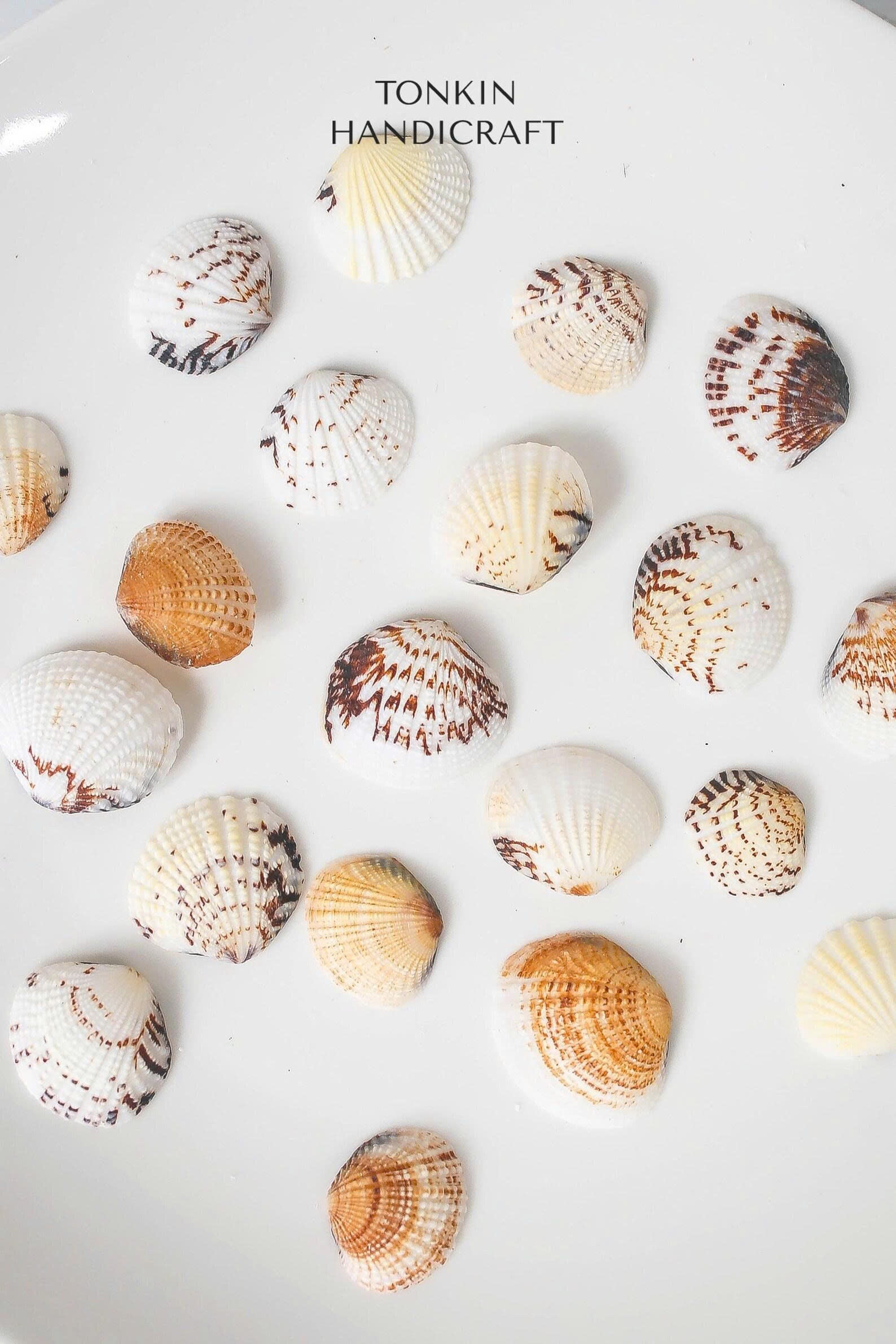 Bulk Cockle Shell Mix Craft