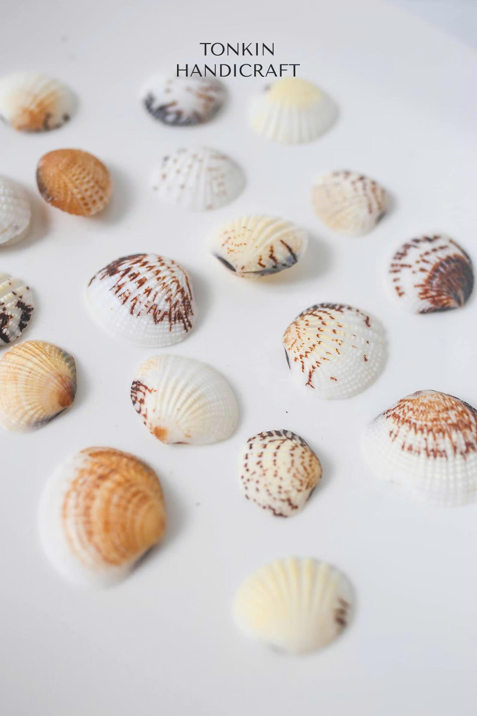 Bulk Cockle Shell Mix Craft