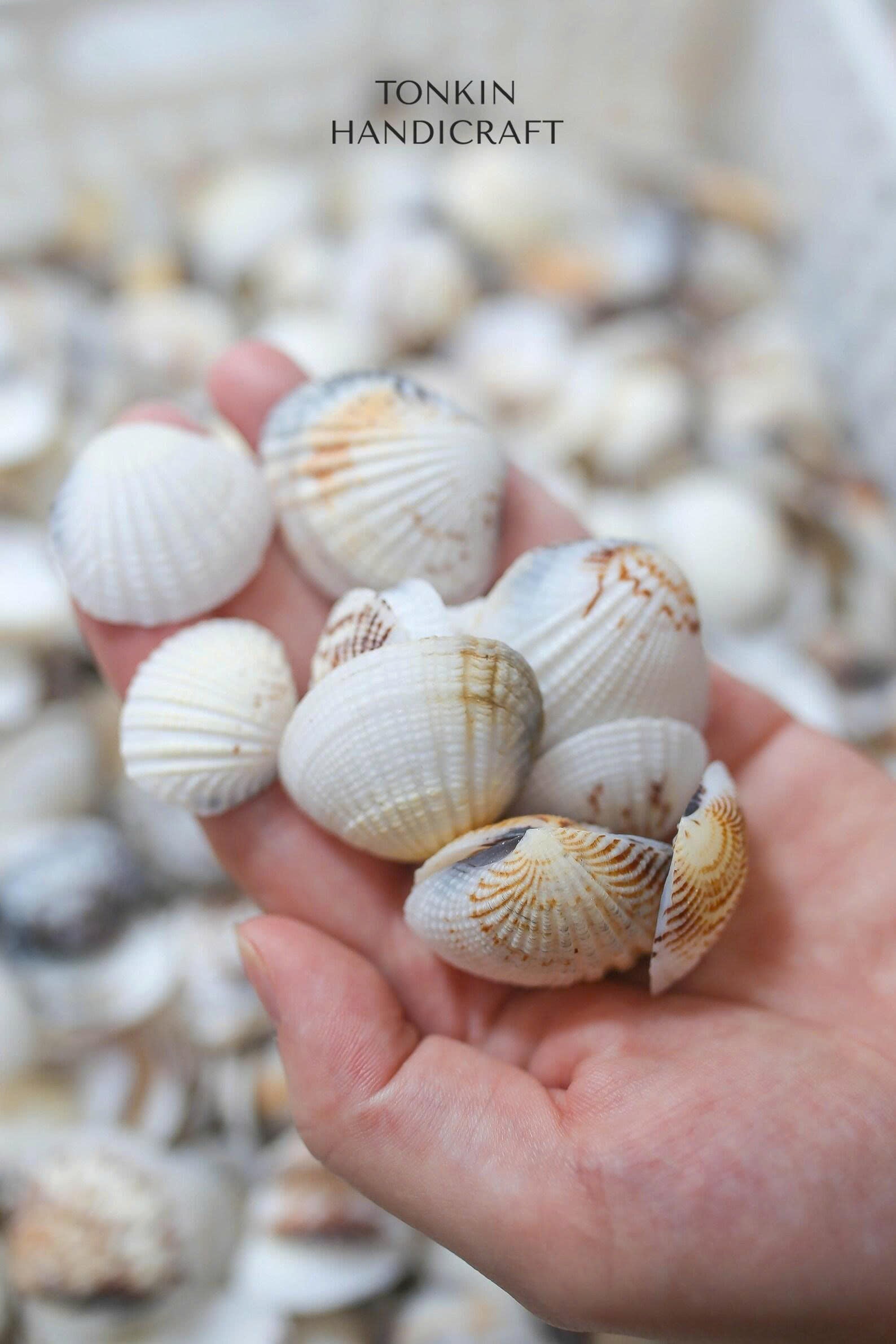 Bulk Cockle Shell Mix Craft