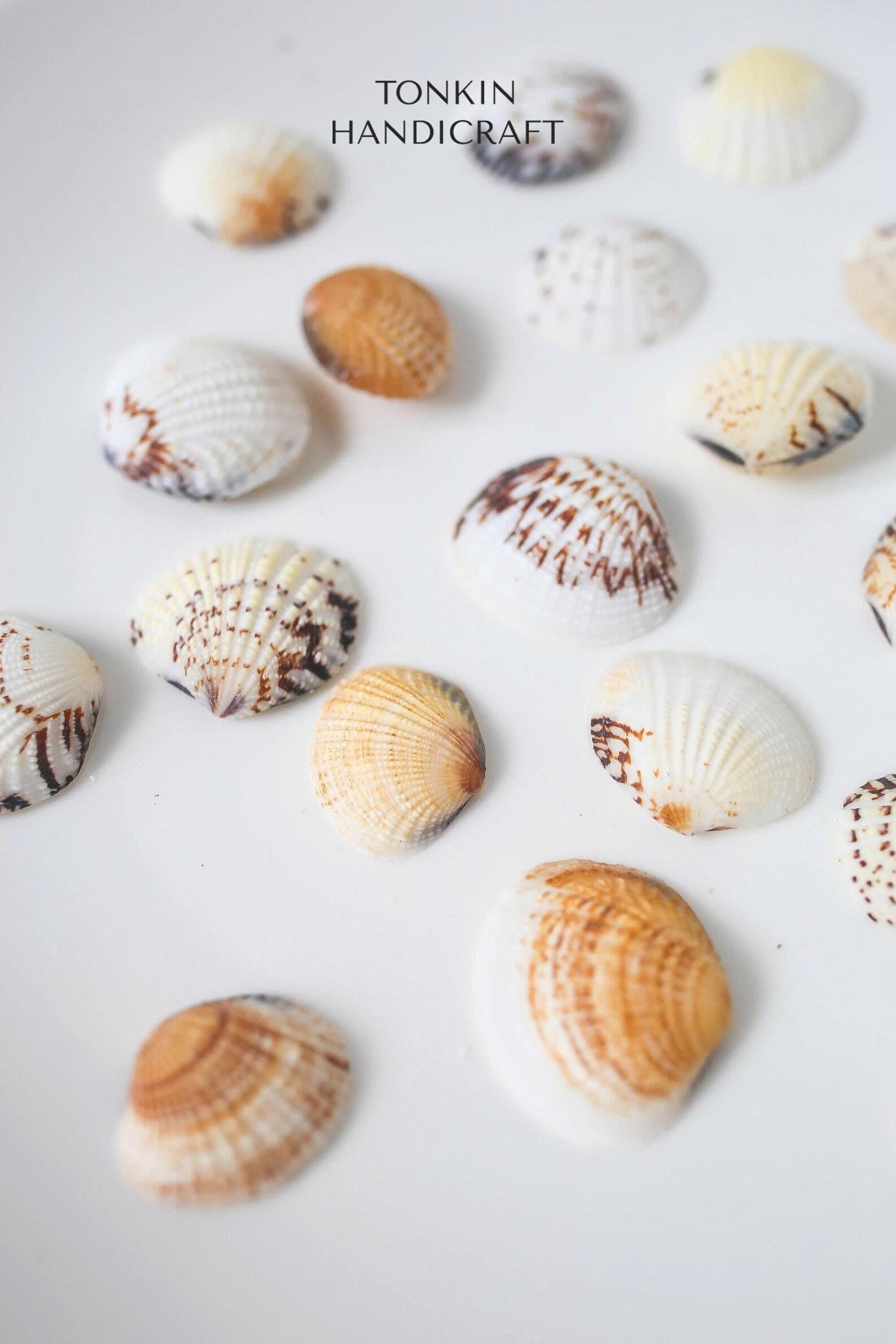 Bulk Cockle Shell Mix Craft