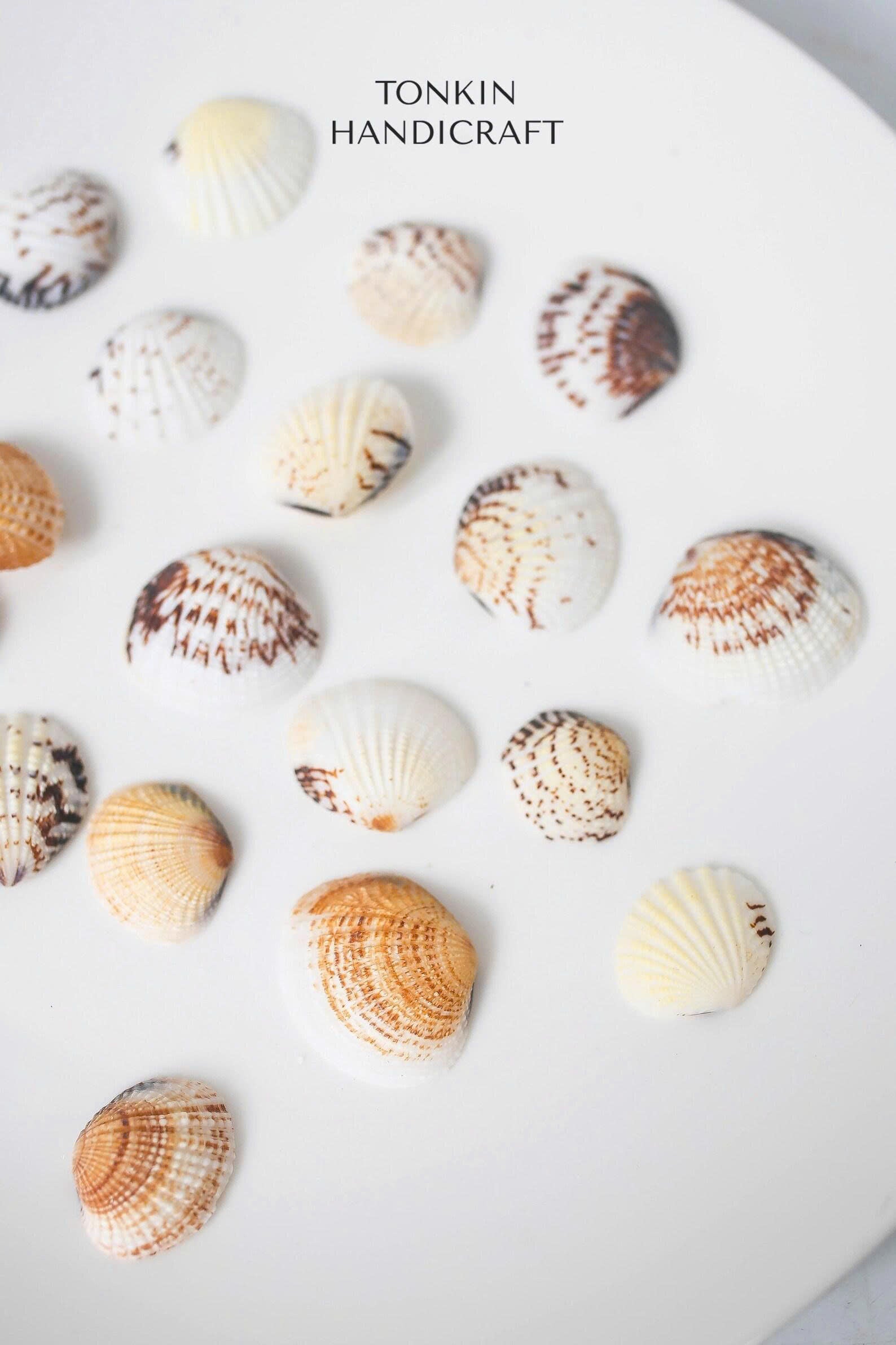 Bulk Cockle Shell Mix Craft