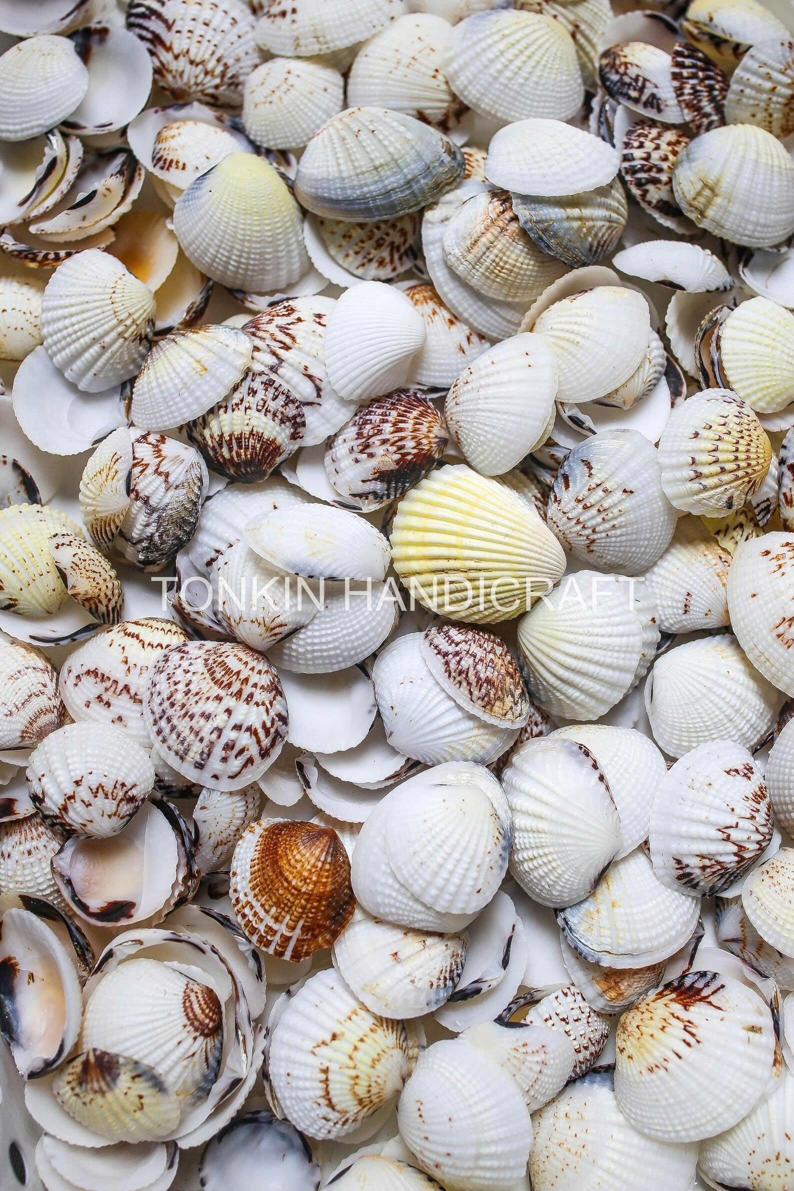 Bulk Cockle Shell Mix Craft