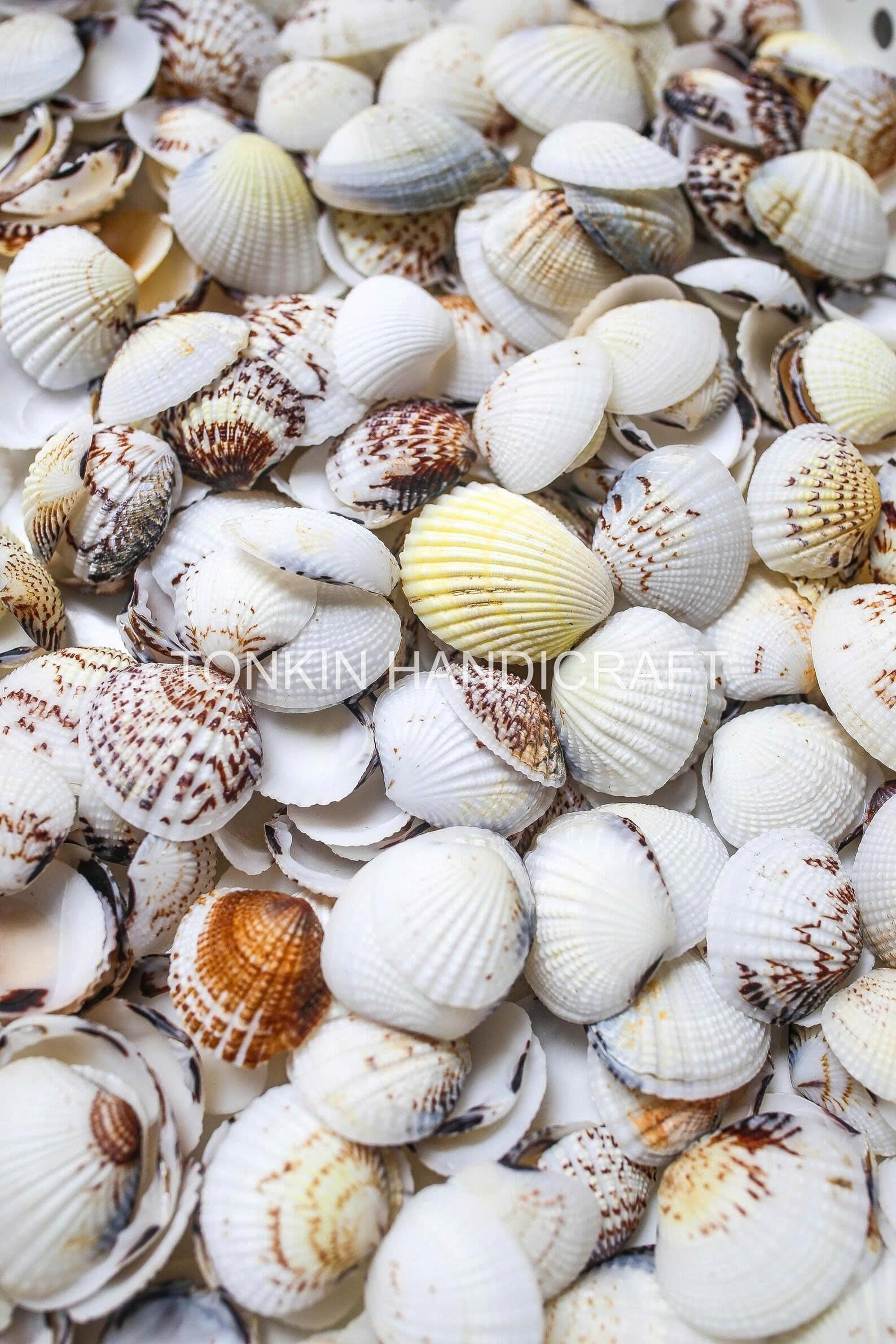 Bulk Cockle Shell Mix Craft