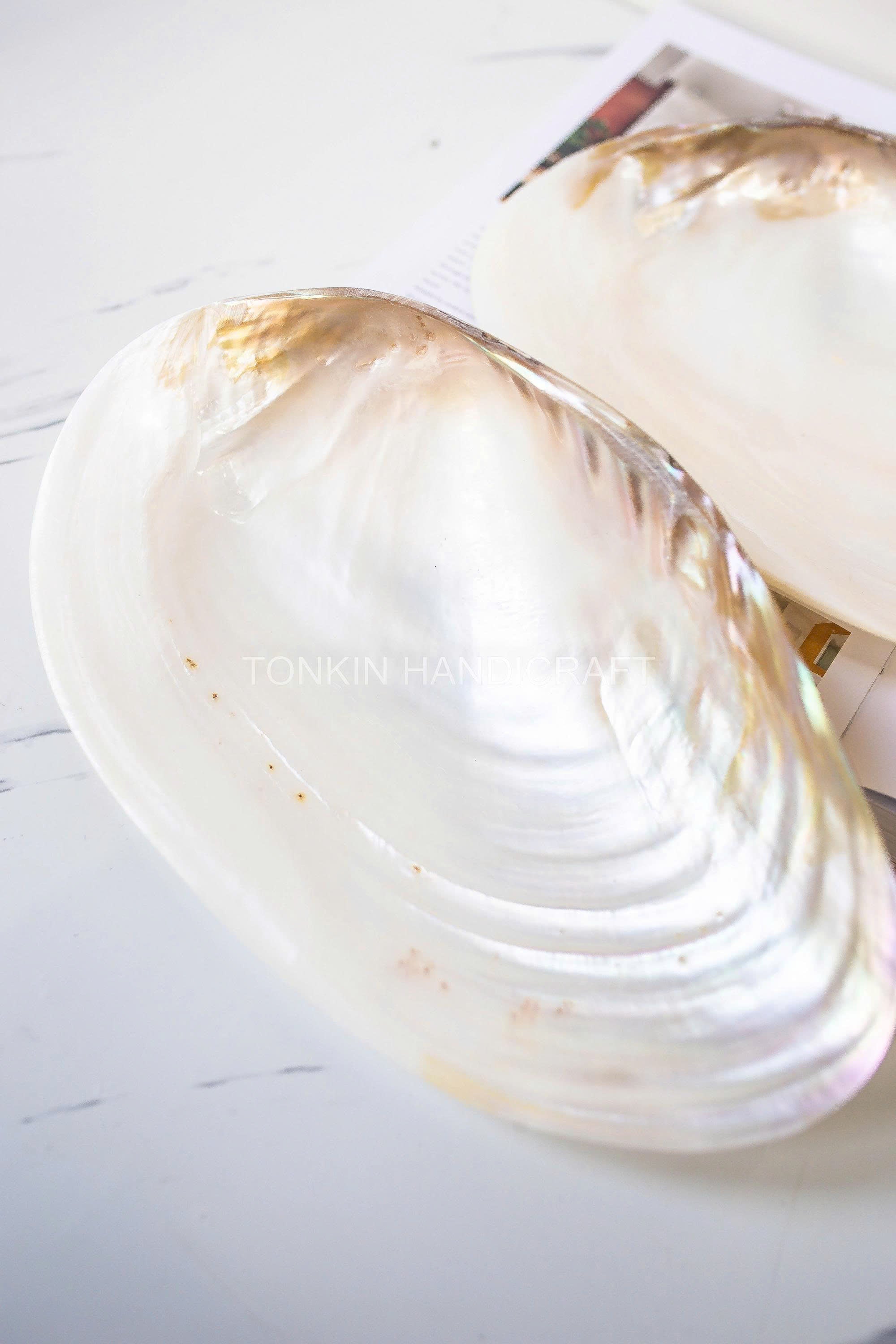 Mother of Pearl Medium Seashell Plate
