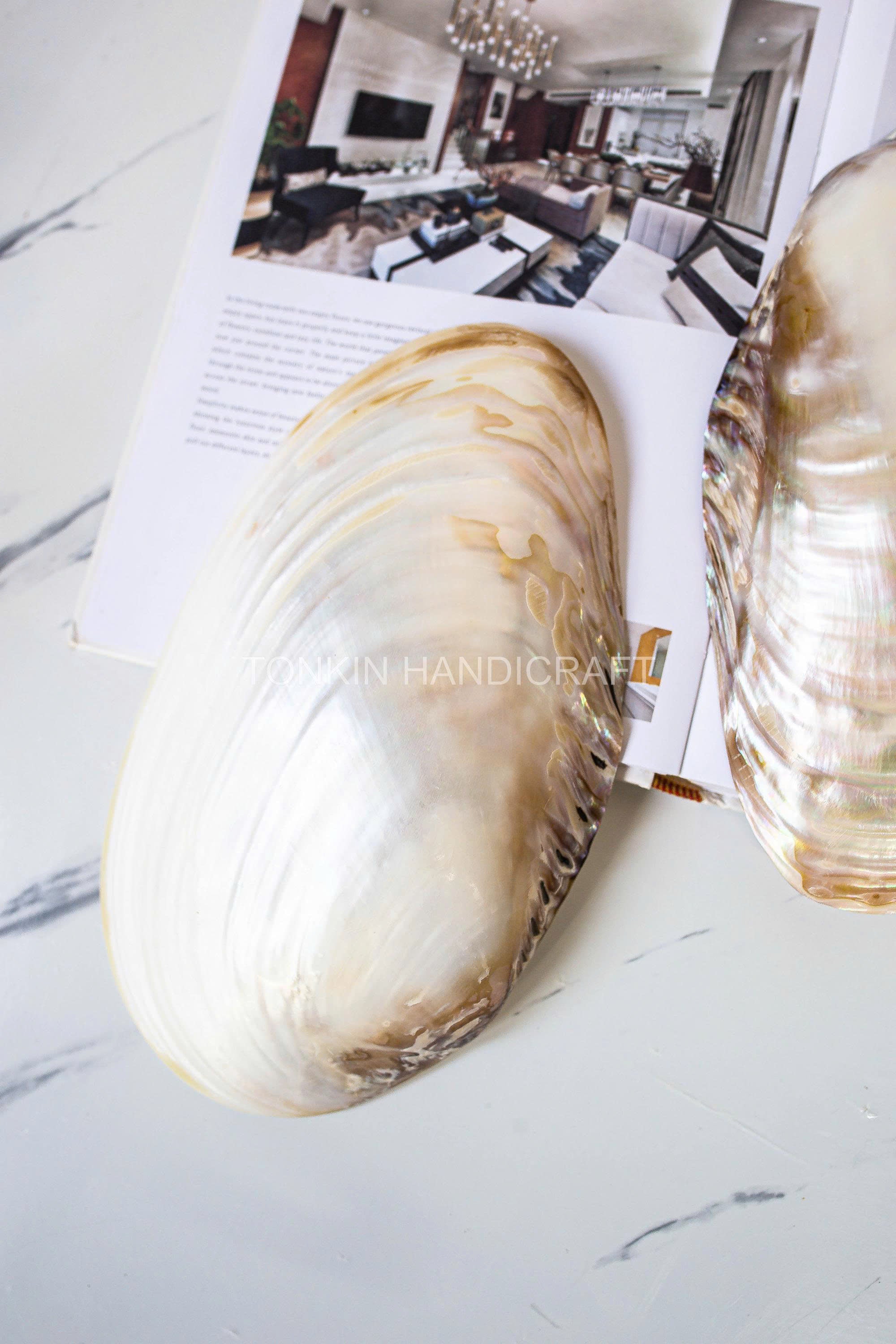 Mother of Pearl Medium Seashell Plate