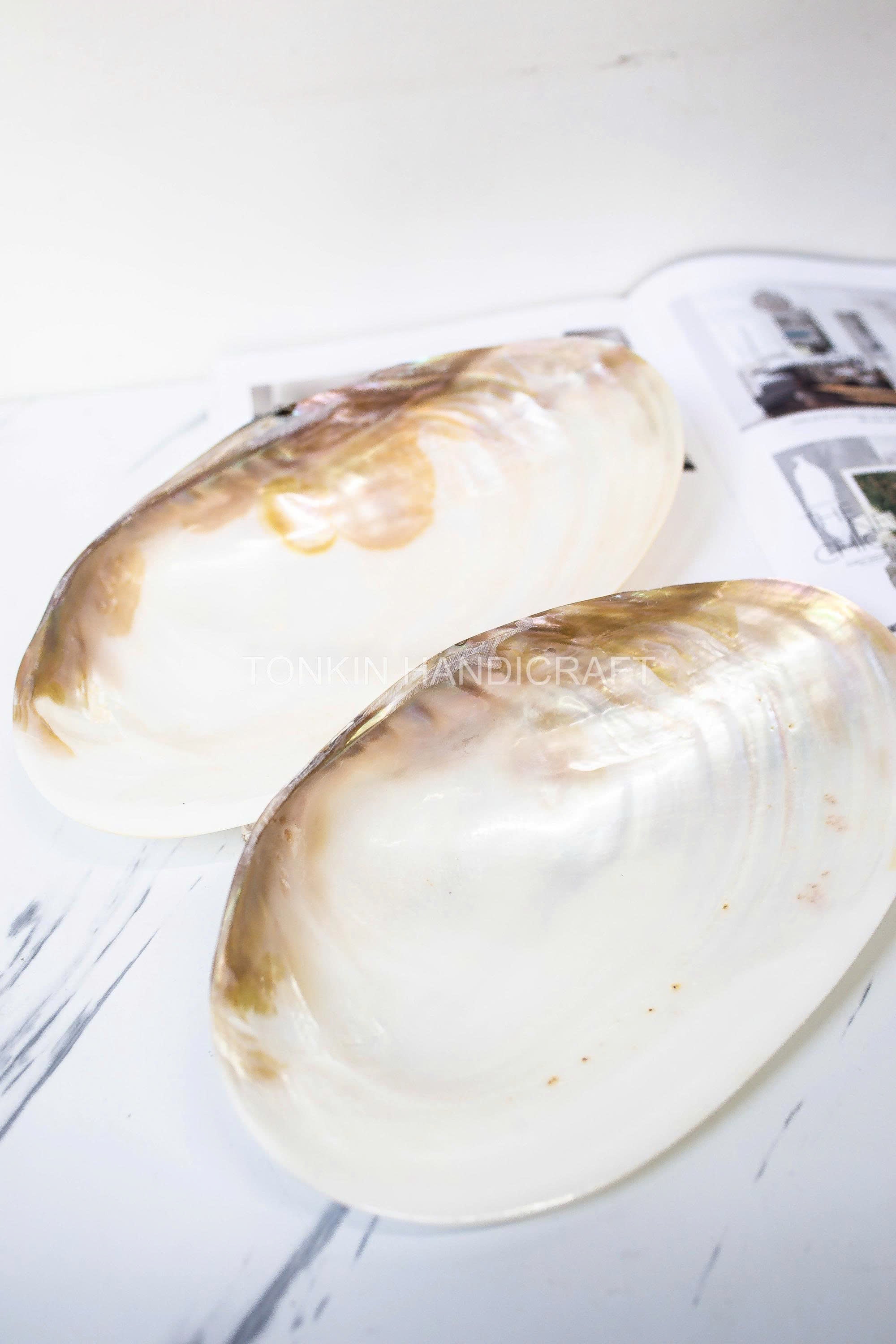 Mother of Pearl Medium Seashell Plate