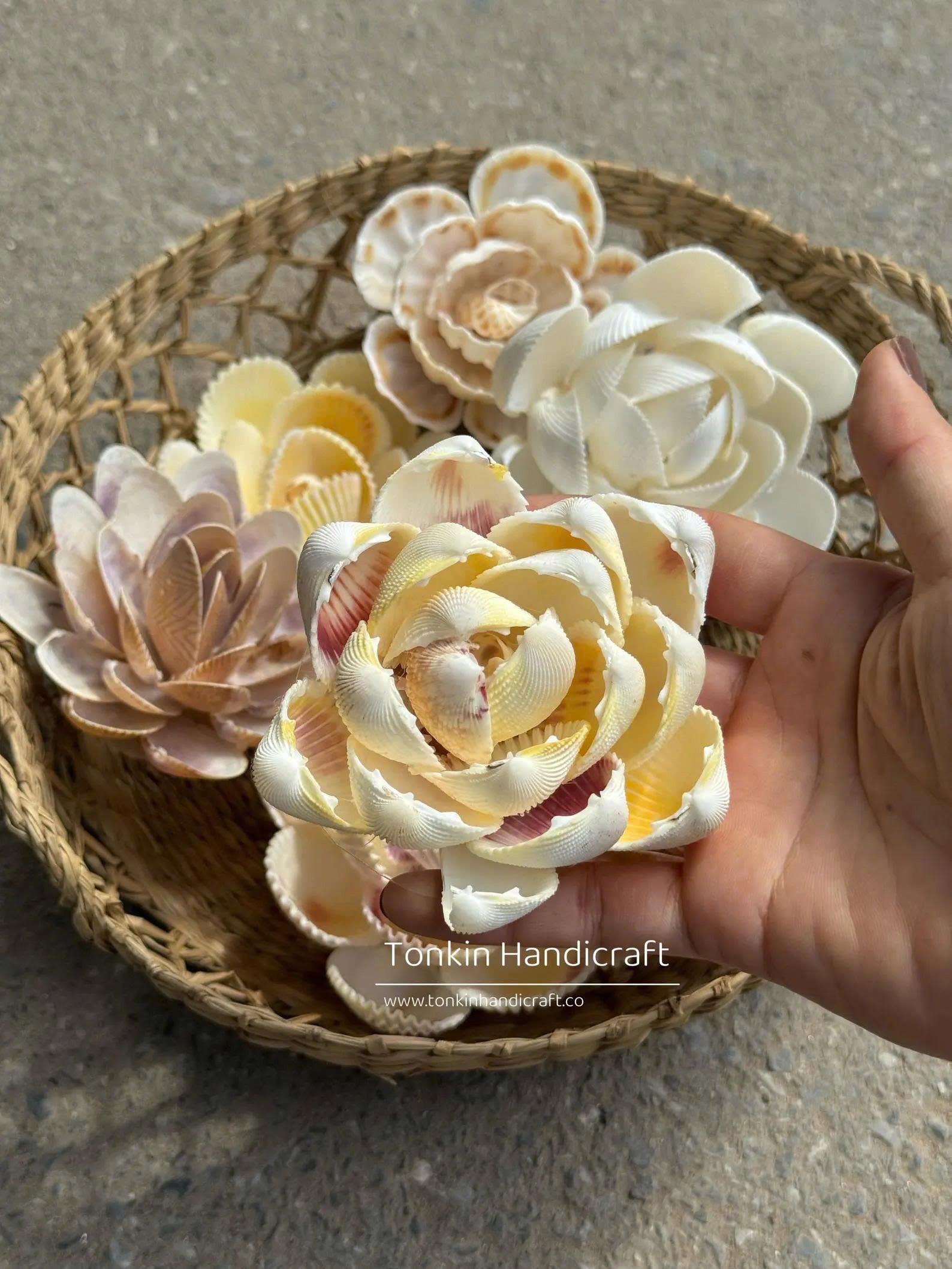 Seashell Flower 1
