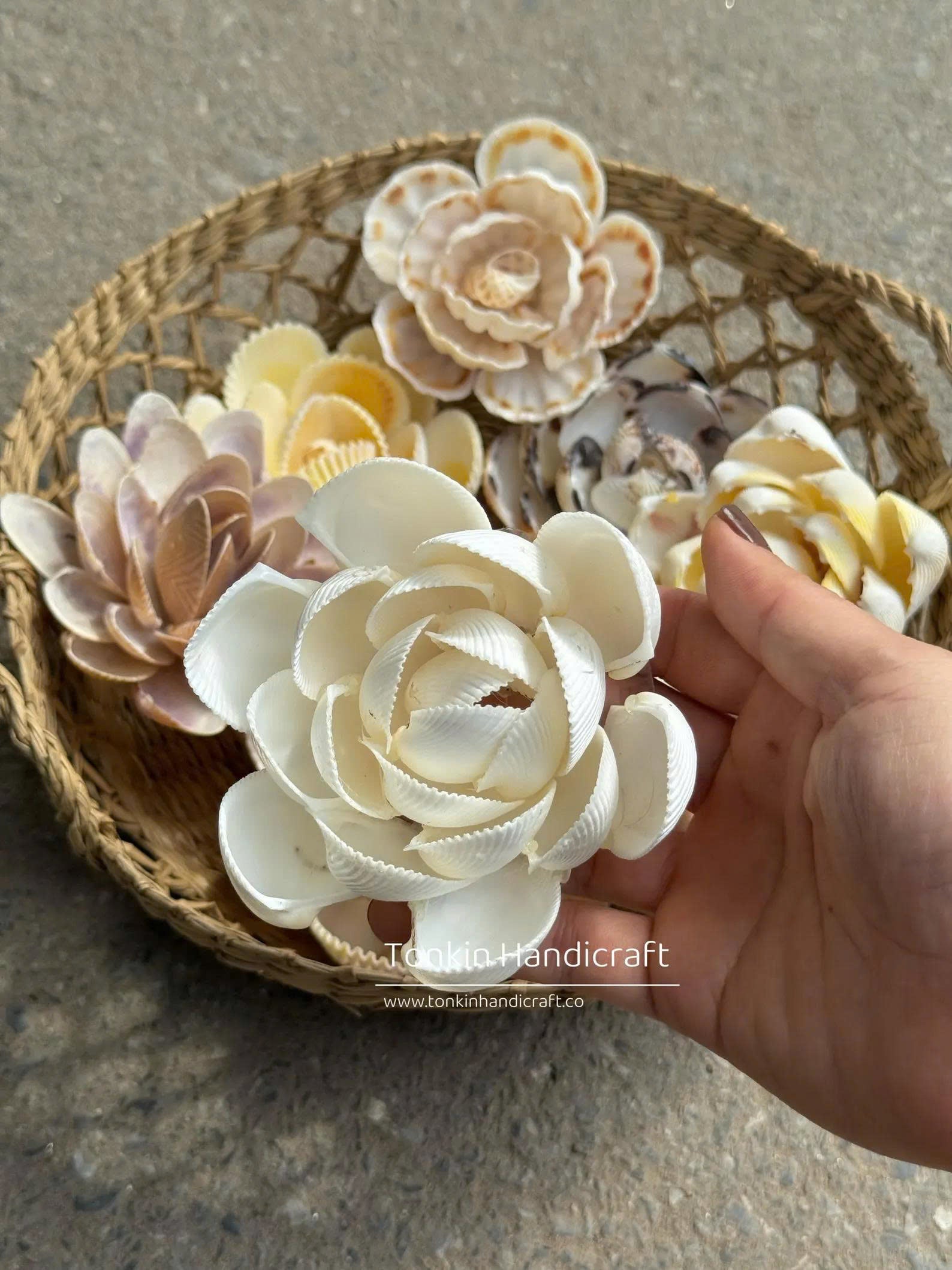 Seashell Flower 1