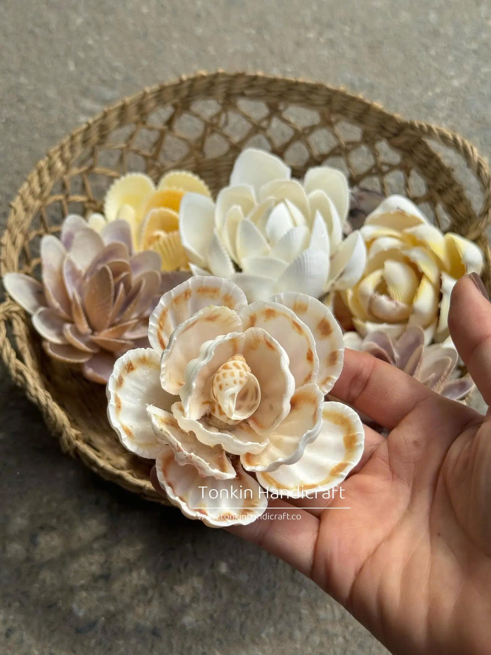 Seashell Flower 1