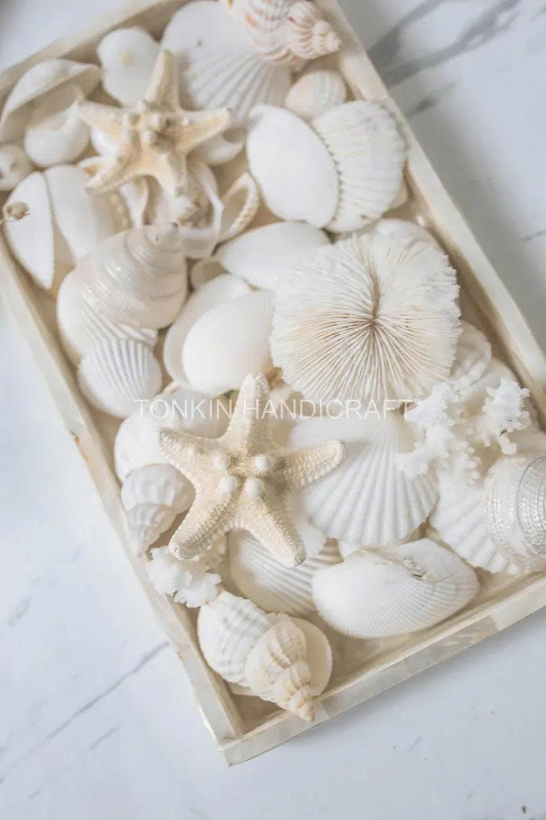Natural Mixed Shell Vase Filler 2 - TONKIN HANDICRAFT