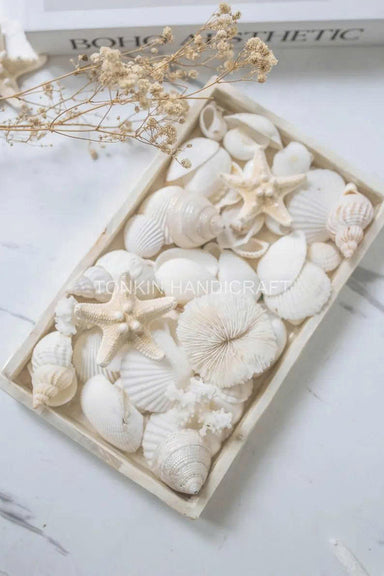 Natural Mixed Shell Vase Filler 2 - TONKIN HANDICRAFT