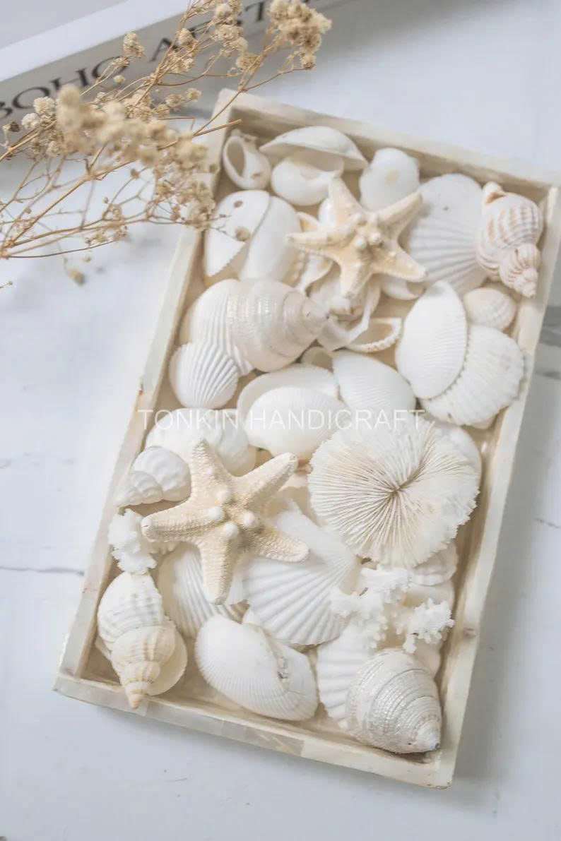 Natural Mixed Shell Vase Filler 2 - TONKIN HANDICRAFT
