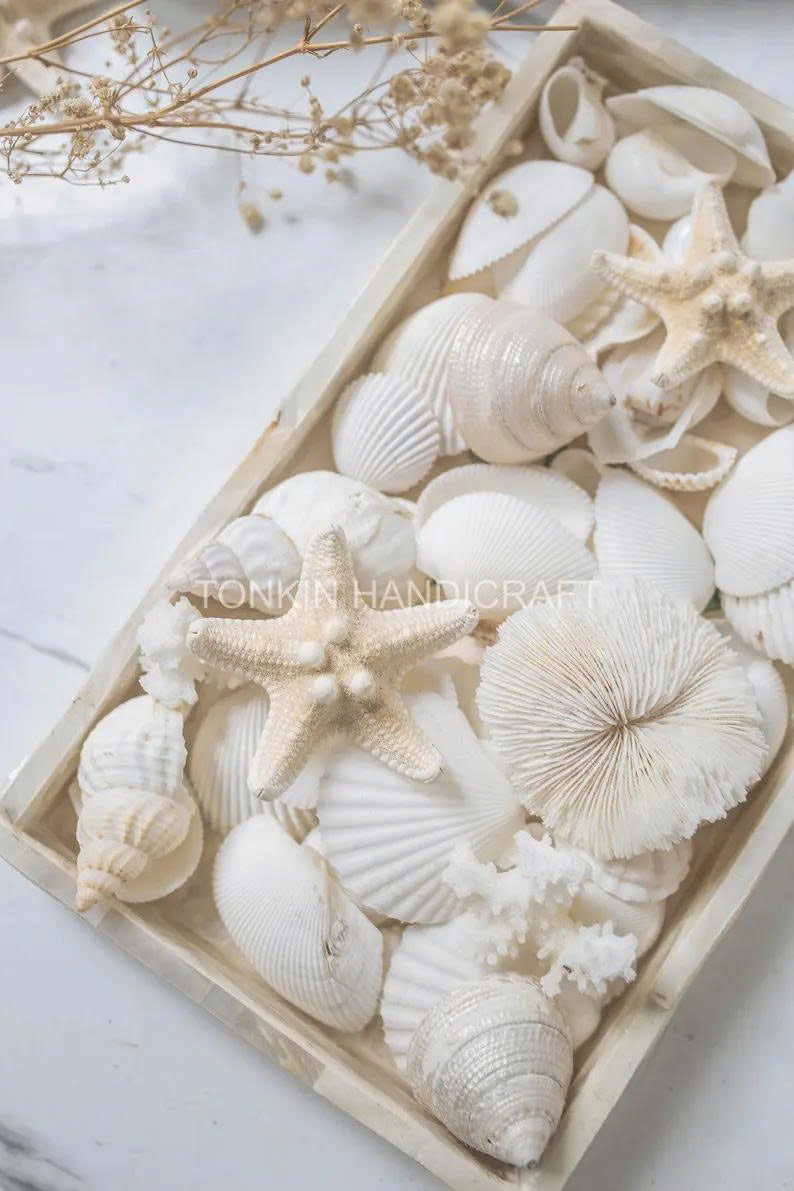 Natural Mixed Shell Vase Filler 2 - TONKIN HANDICRAFT
