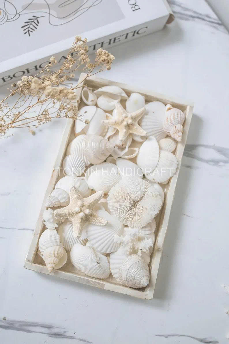 Natural Mixed Shell Vase Filler 2 - TONKIN HANDICRAFT
