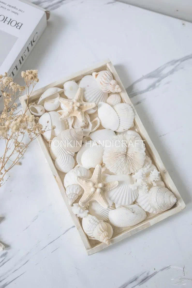 Natural Mixed Shell Vase Filler 2 - TONKIN HANDICRAFT
