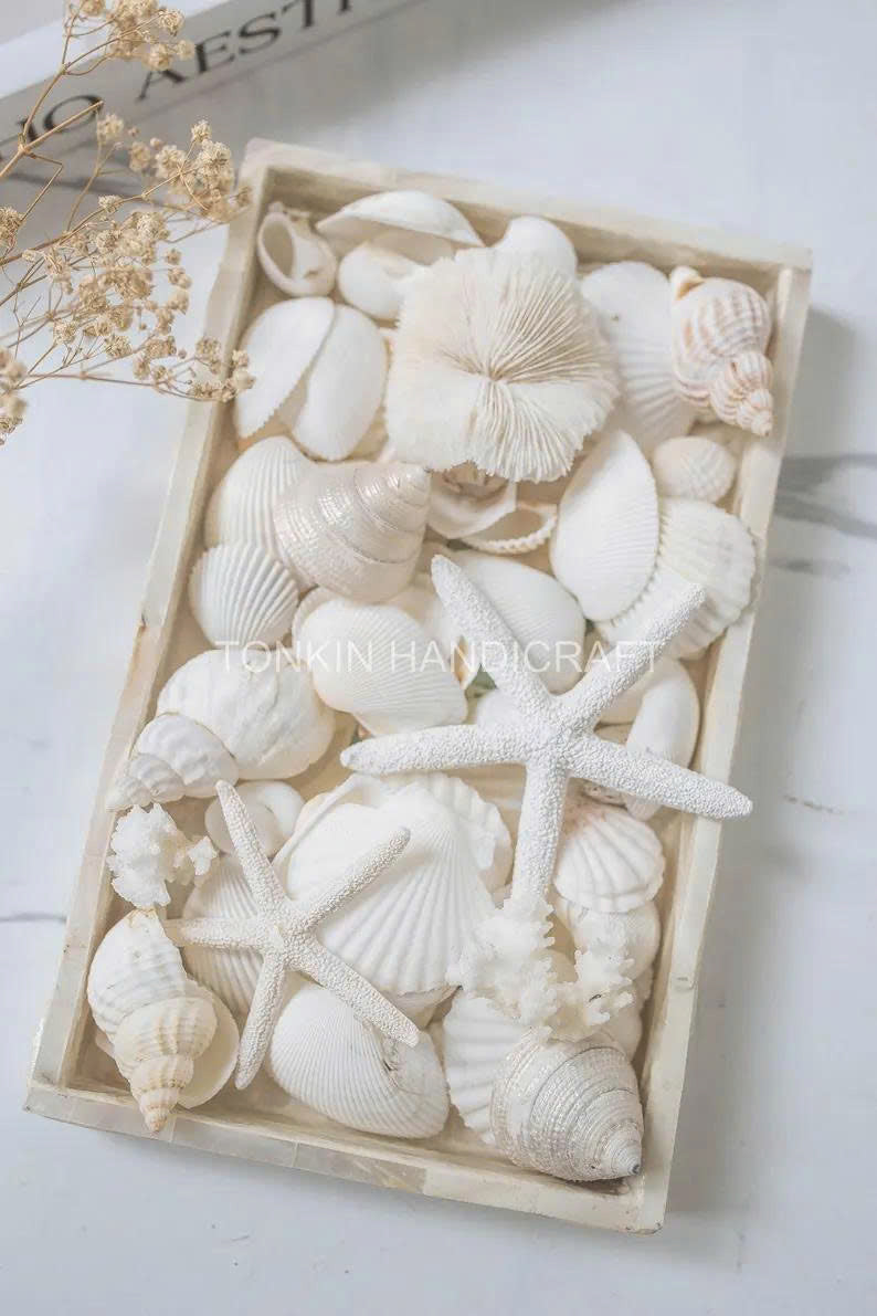 Natural Mixed Shell Vase Filler 3 - TONKIN HANDICRAFT