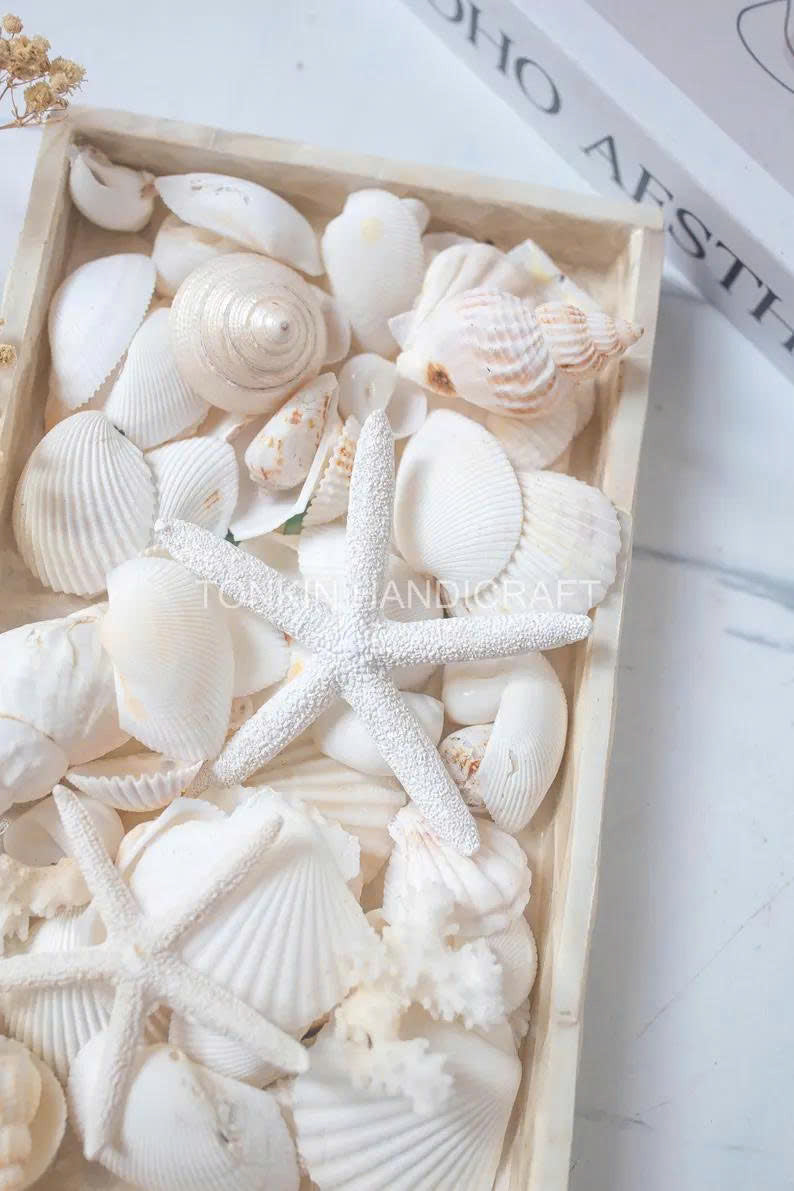 Natural Mixed Shell Vase Filler 3 - TONKIN HANDICRAFT