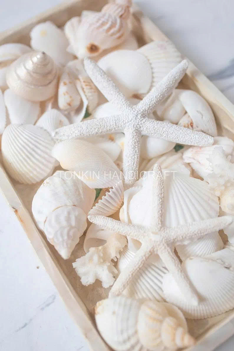 Natural Mixed Shell Vase Filler 3 - TONKIN HANDICRAFT