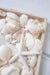 Natural Mixed Shell Vase Filler 3 - TONKIN HANDICRAFT