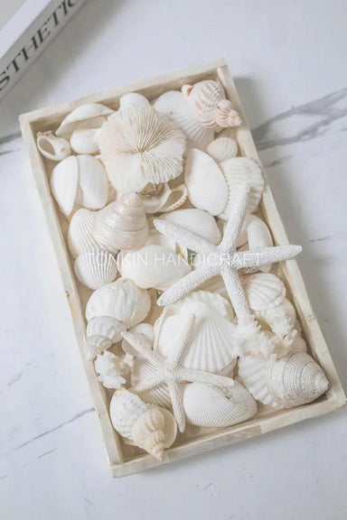 Natural Mixed Shell Vase Filler 3 - TONKIN HANDICRAFT