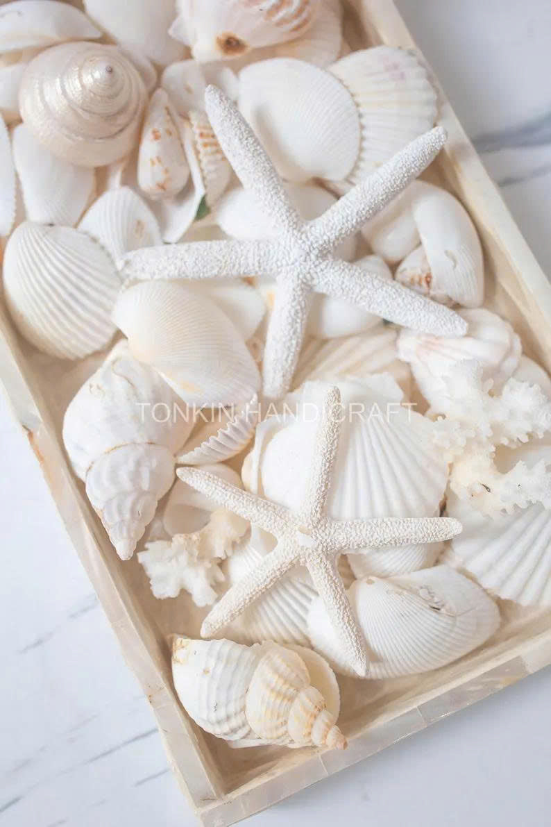 Natural Mixed Shell Vase Filler 3 - TONKIN HANDICRAFT