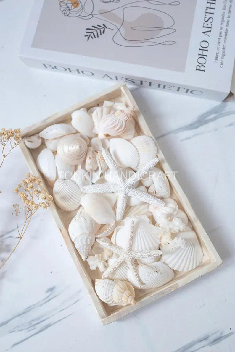 Natural Mixed Shell Vase Filler 3 - TONKIN HANDICRAFT