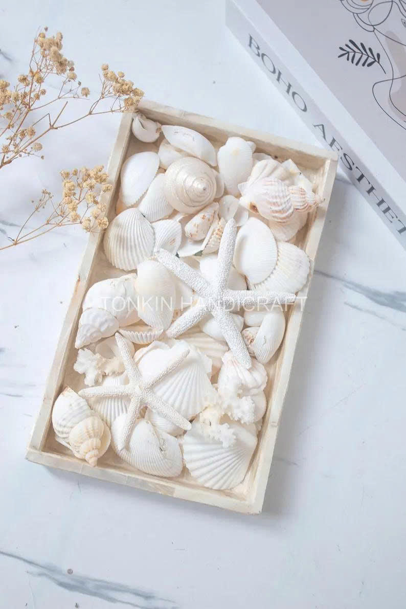 Natural Mixed Shell Vase Filler 3 - TONKIN HANDICRAFT