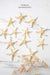 Small Starfish - TONKIN HANDICRAFT