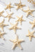 Small Starfish - TONKIN HANDICRAFT
